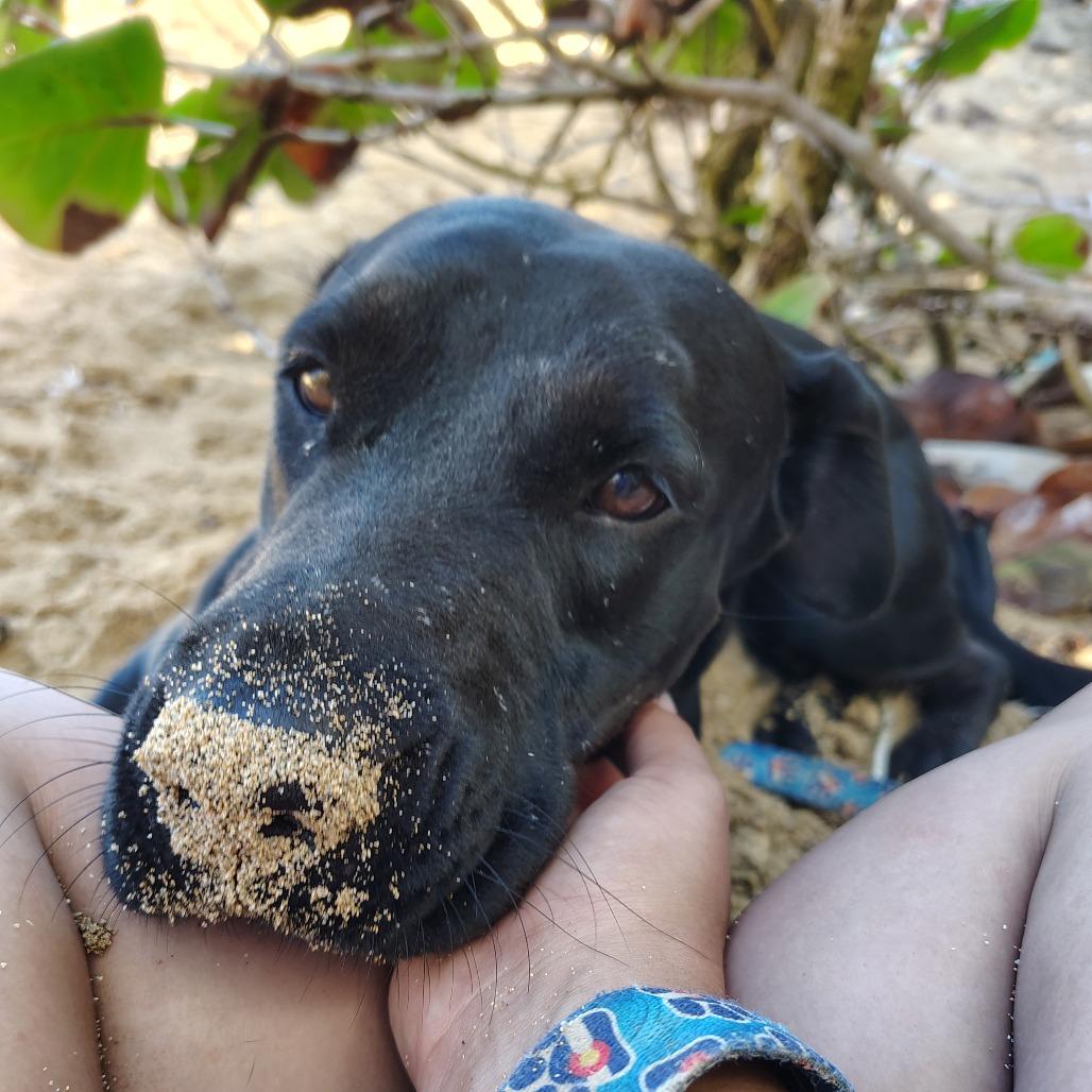 Perla, a Adoptable mixed breed in Vieques, PR image 2/6