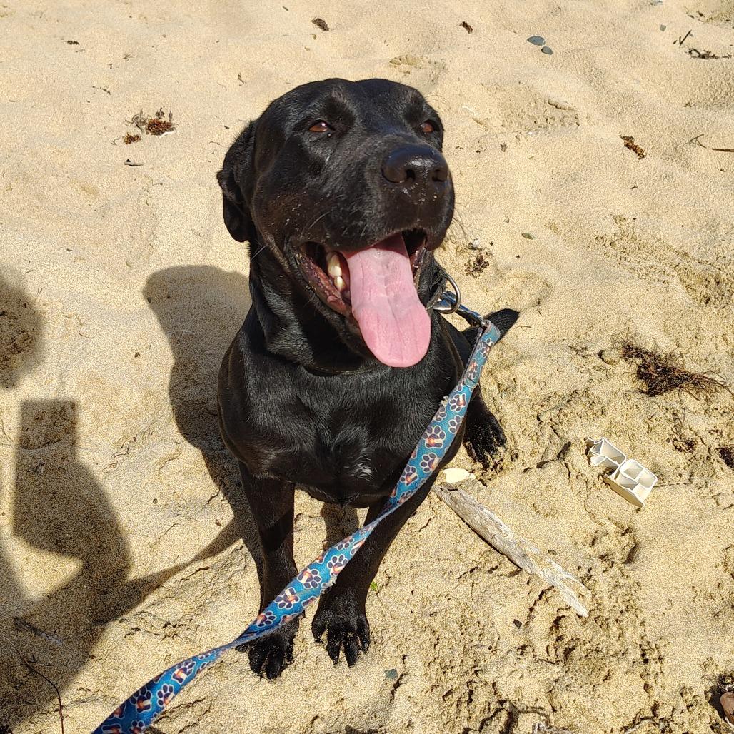 Perla, a Adoptable mixed breed in Vieques, PR image 3/6