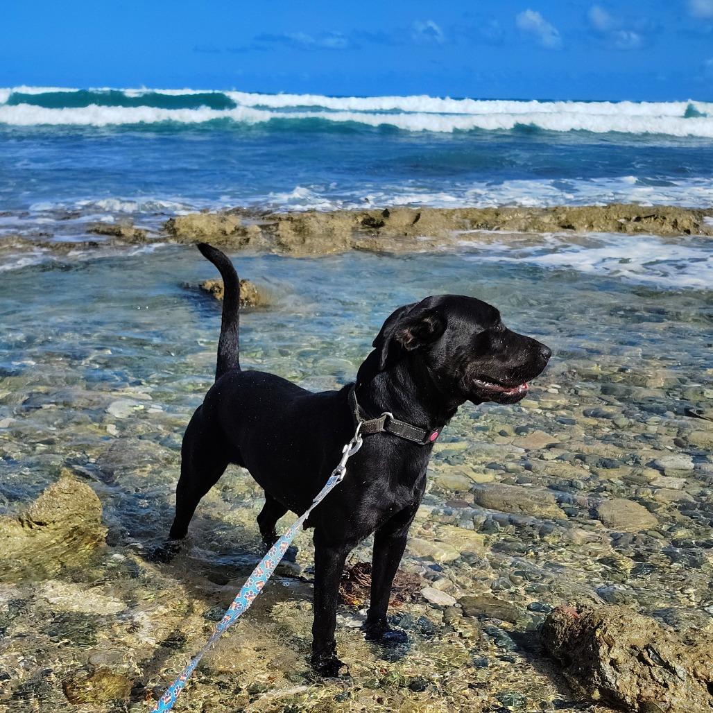 Perla, a Adoptable mixed breed in Vieques, PR image 4/6