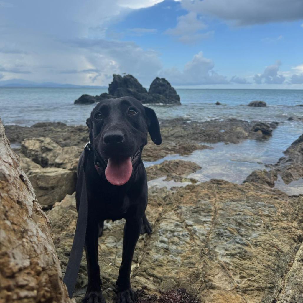 Perla, a Adoptable mixed breed in Vieques, PR image 5/6