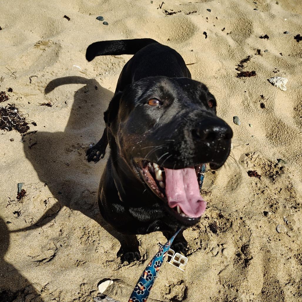 Perla, a Adoptable mixed breed in Vieques, PR image 6/6