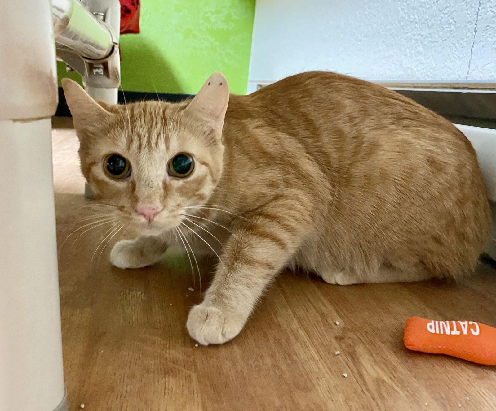 Mama Mia, Adoptable, Adult Female Domestic Short Hair & Tabby.