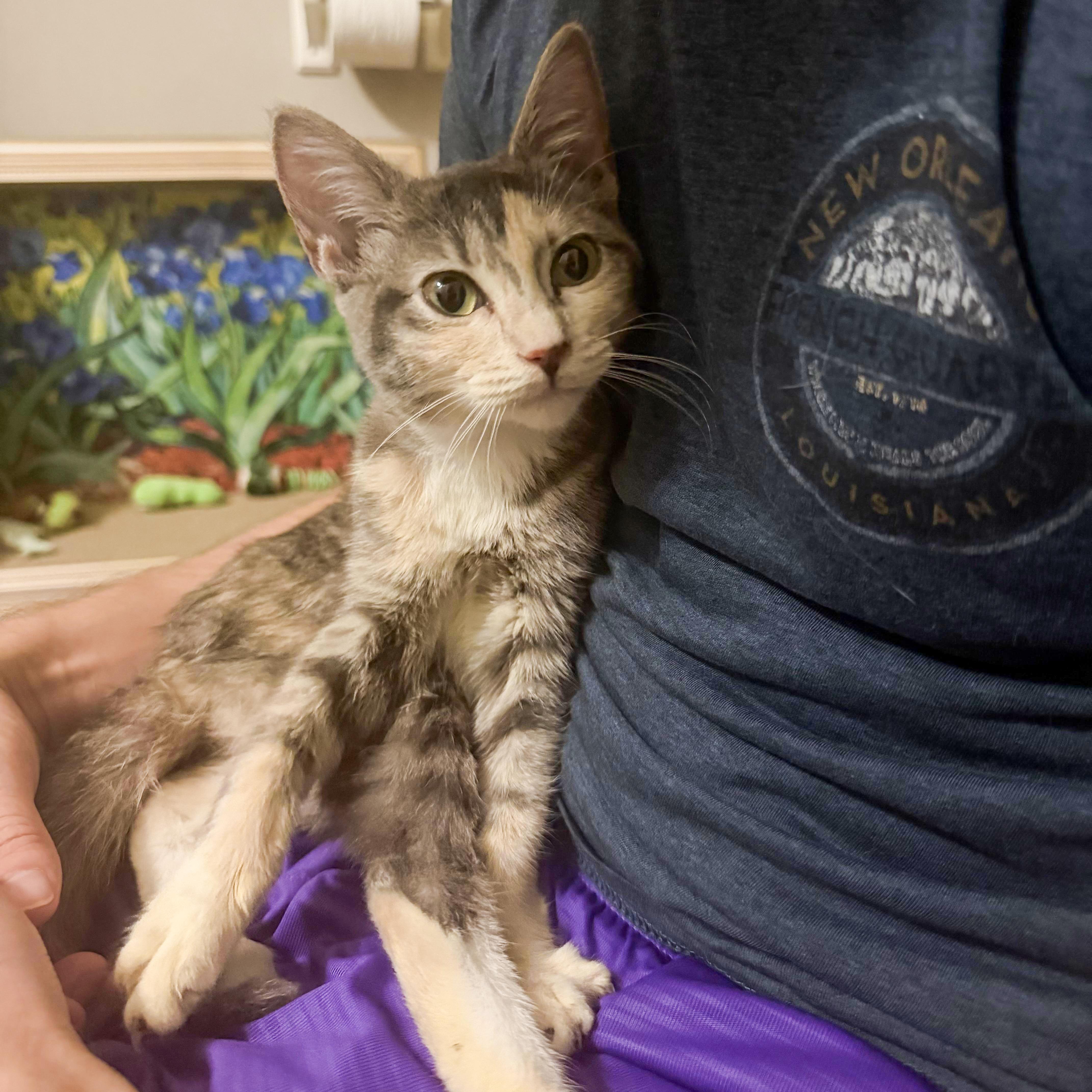 Enlarge Sweet Pea, a Adoptable mixed breed in Columbia, SC image 2/6