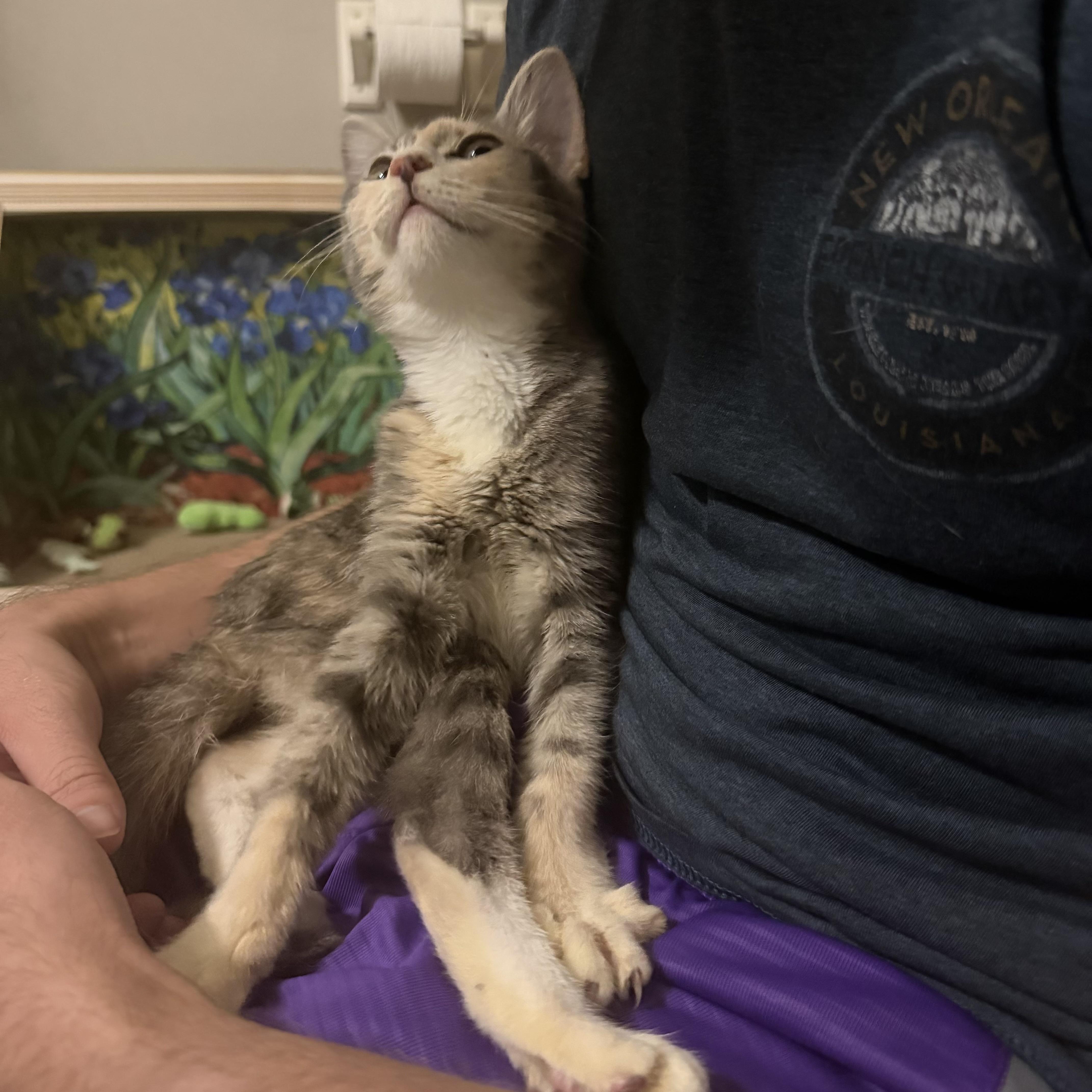 Enlarge Sweet Pea, a Adoptable mixed breed in Columbia, SC image 3/6