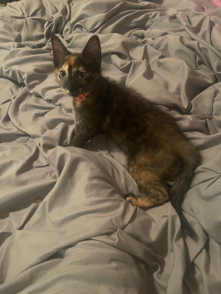 Lesina, Adopted, Adult Female Tortoiseshell.