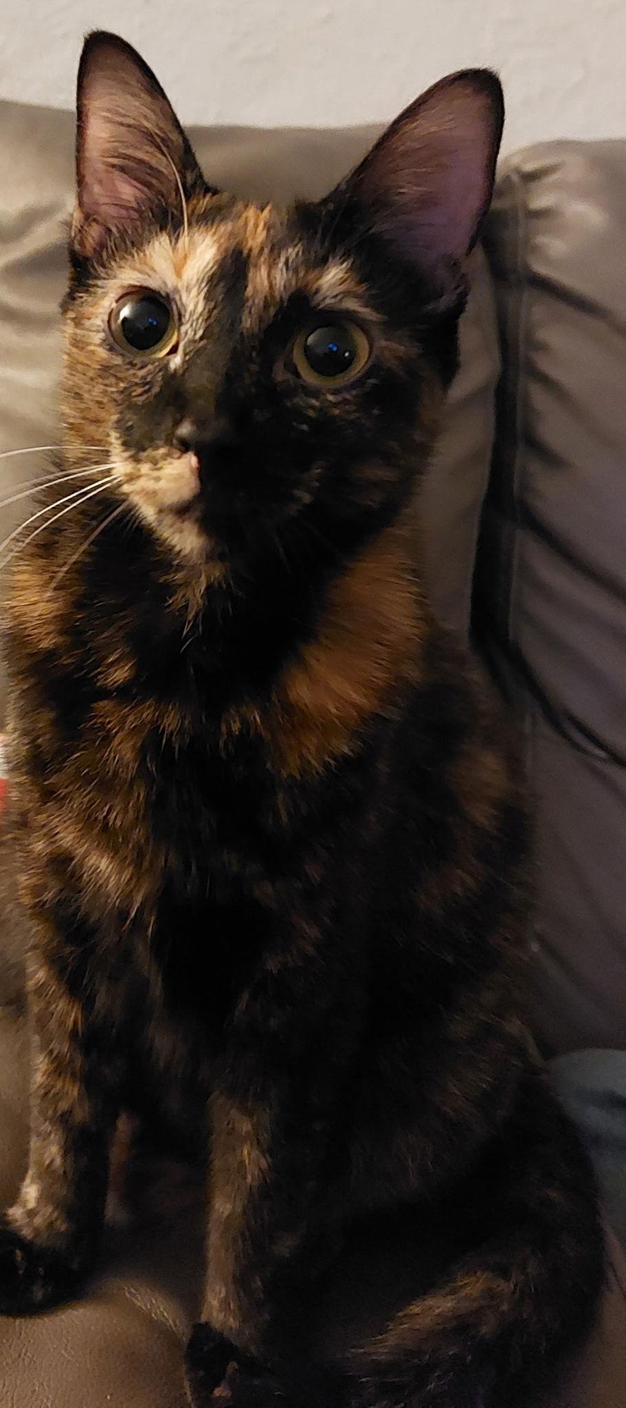 Enlarge Lesina, a Adopted Tortoiseshell in Cypress, TX image 3/3