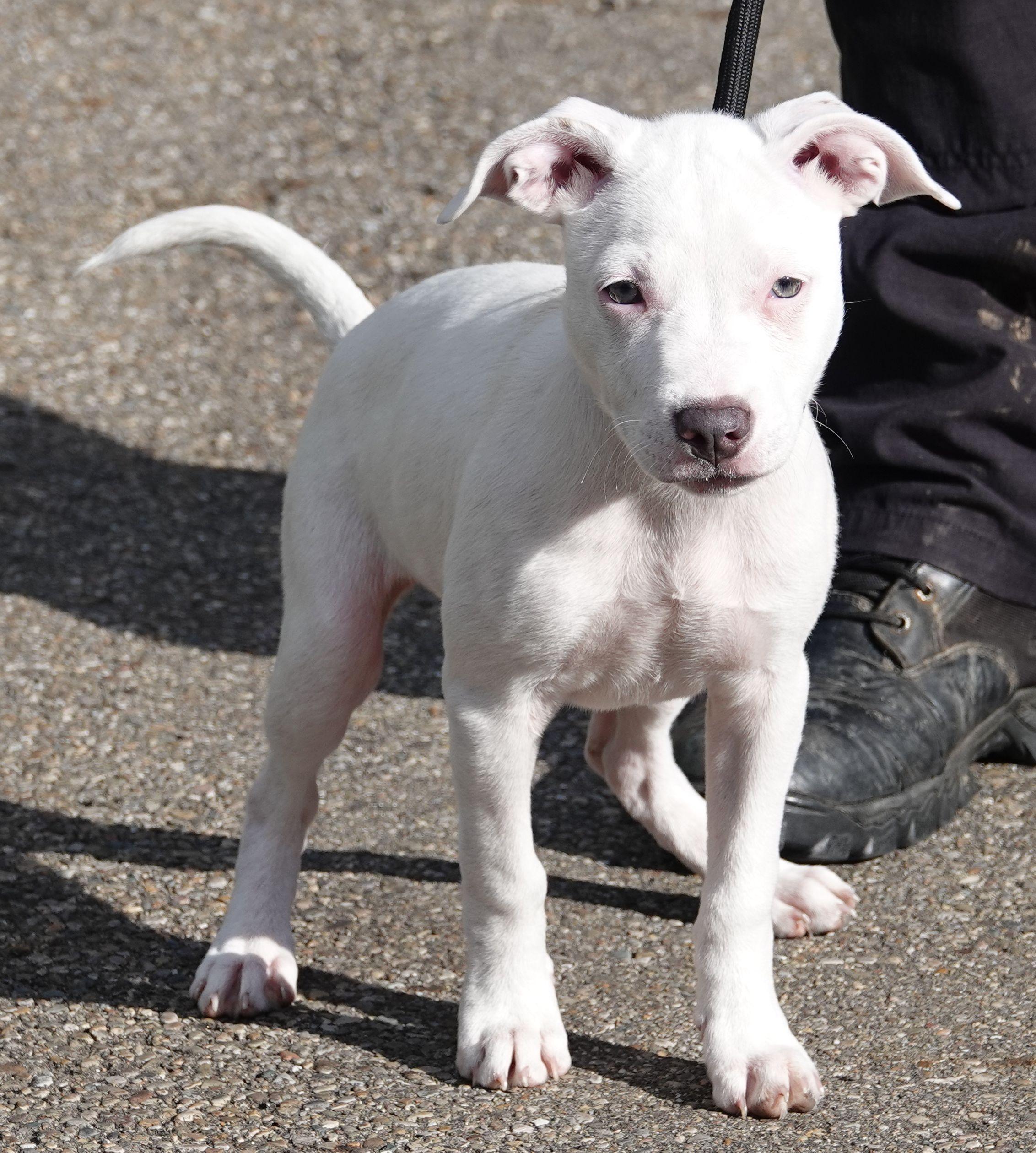 Boo, a Adopted mixed breed in Millfield, OH image 3/4