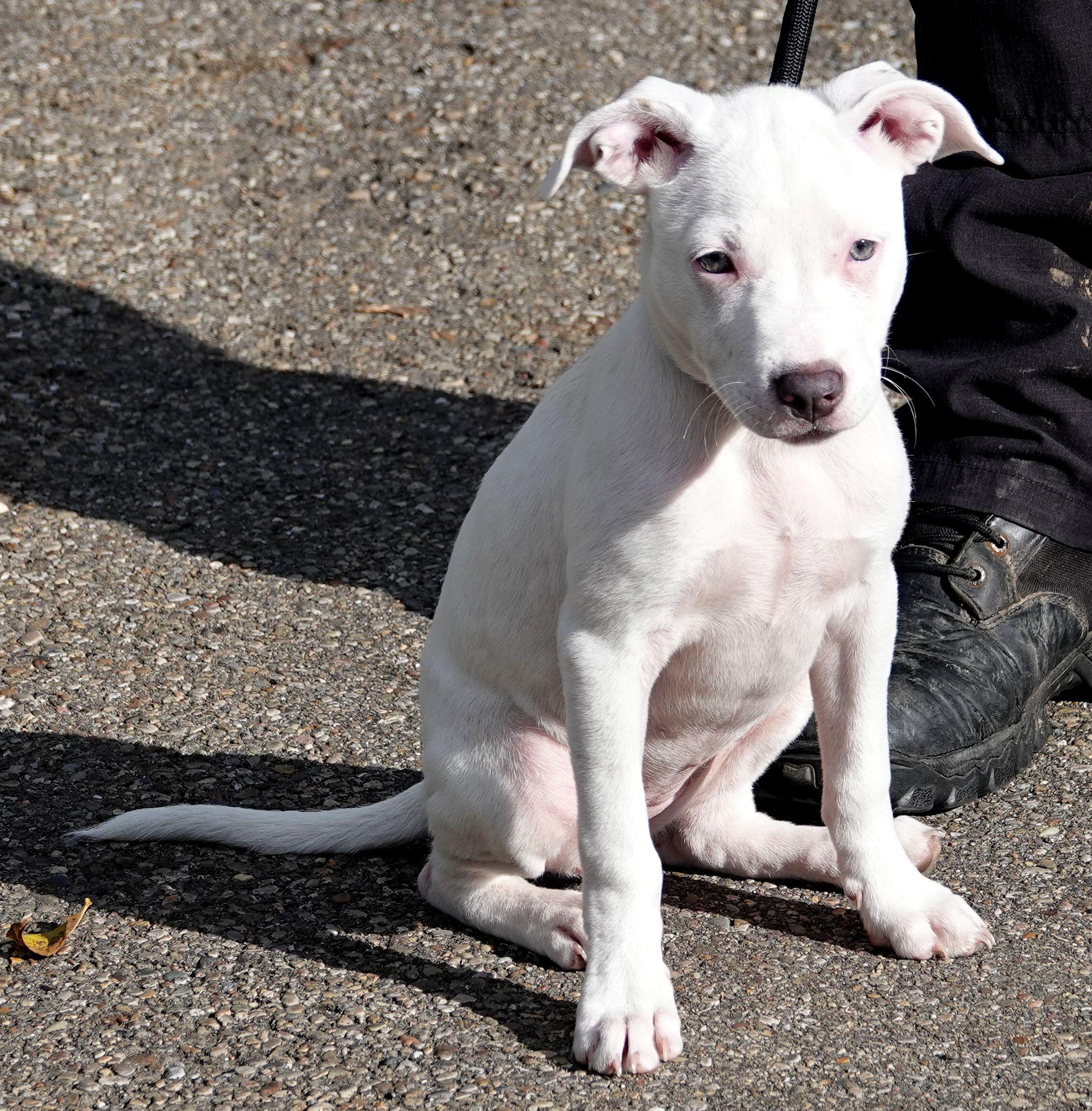 Boo, a Adopted mixed breed in Millfield, OH image 4/4