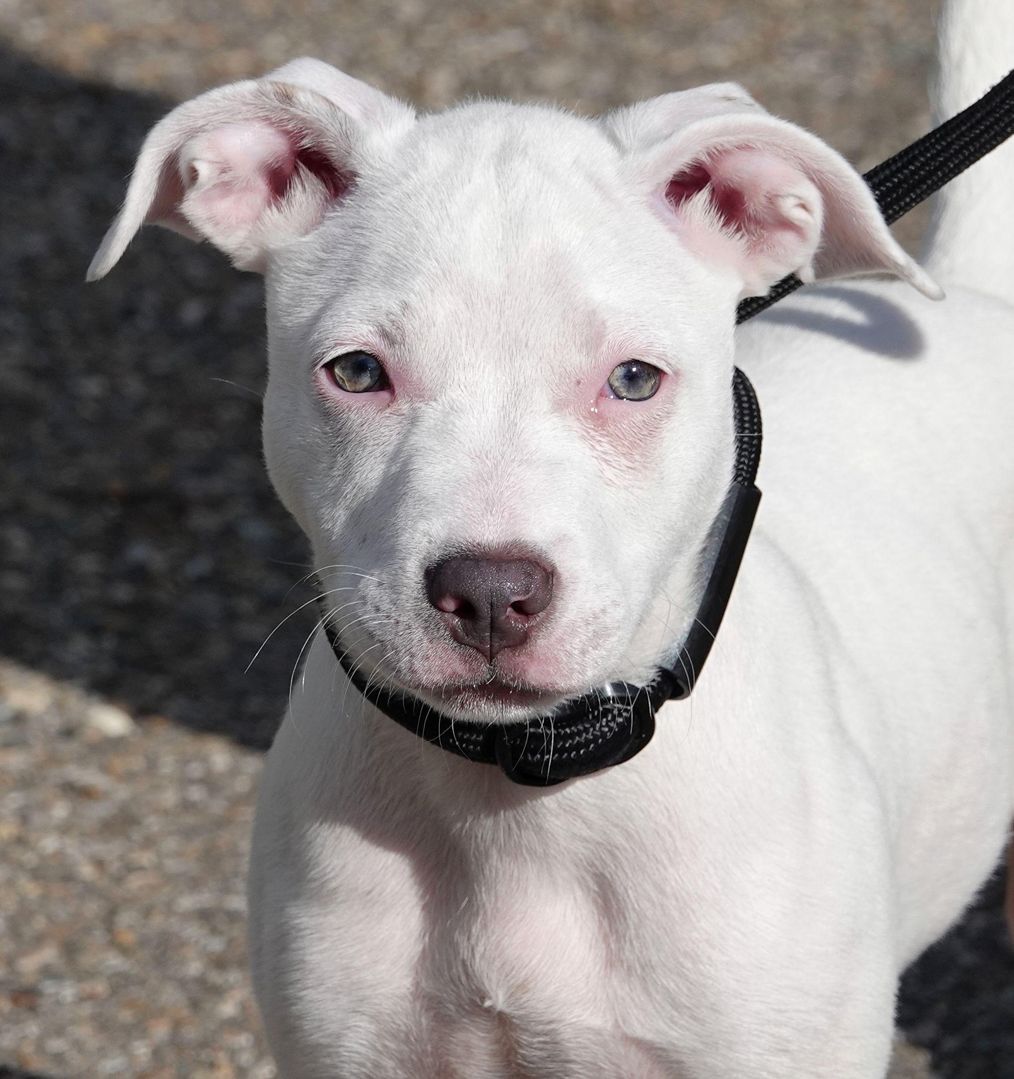 Boo, Adopted, Puppy Female Terrier.