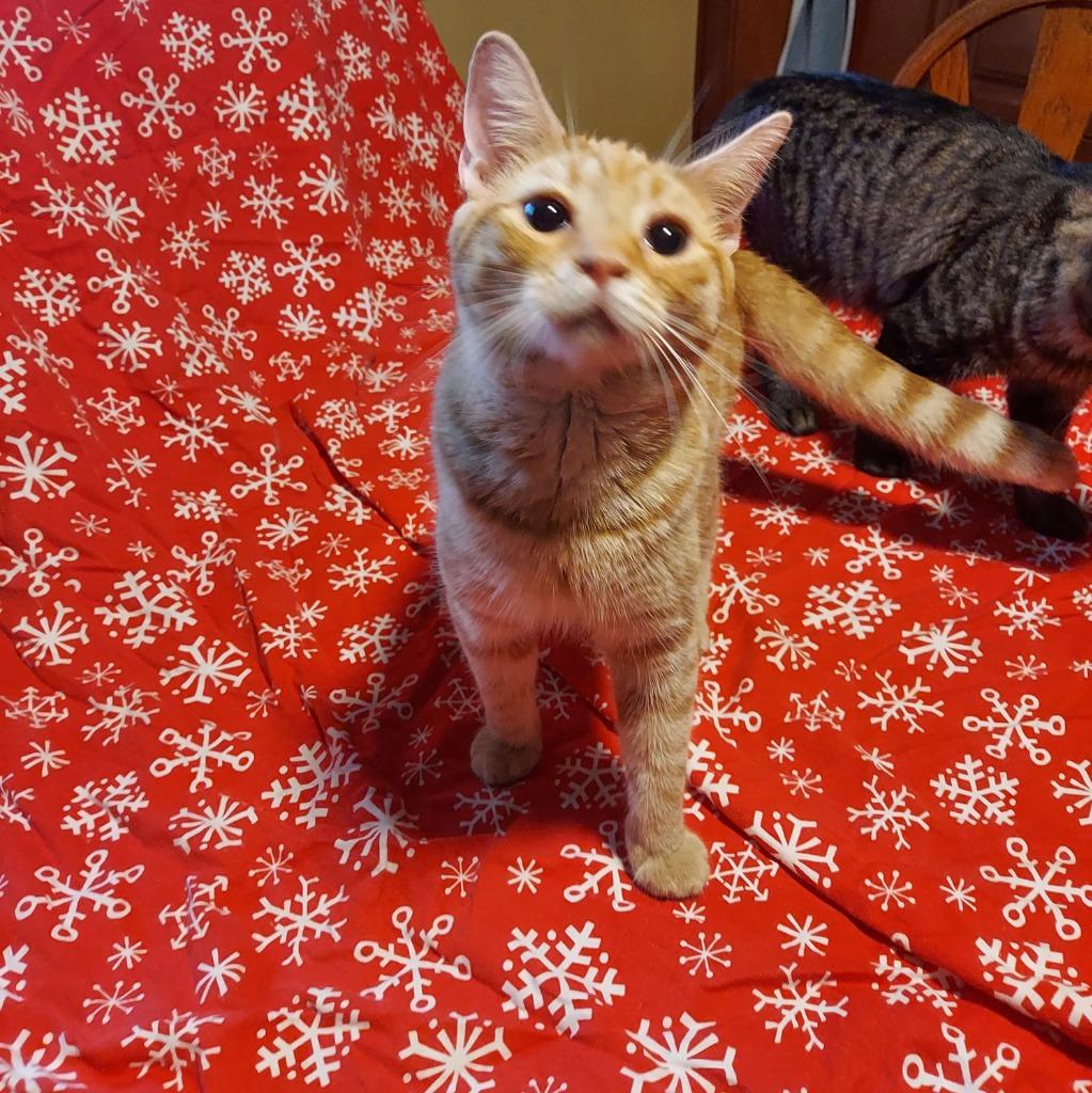 Sunny, Adoptable, Young Male Domestic Short Hair.