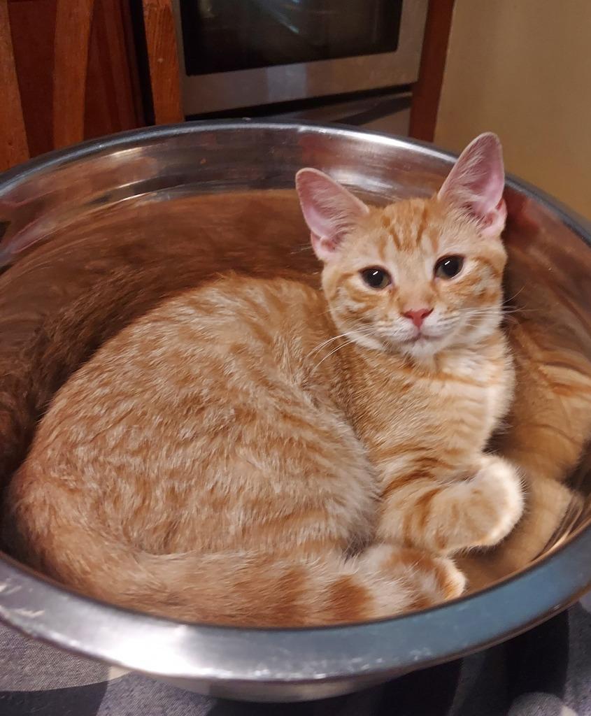 Sunny, a Adoptable mixed breed in Hartsville, SC image 2/3