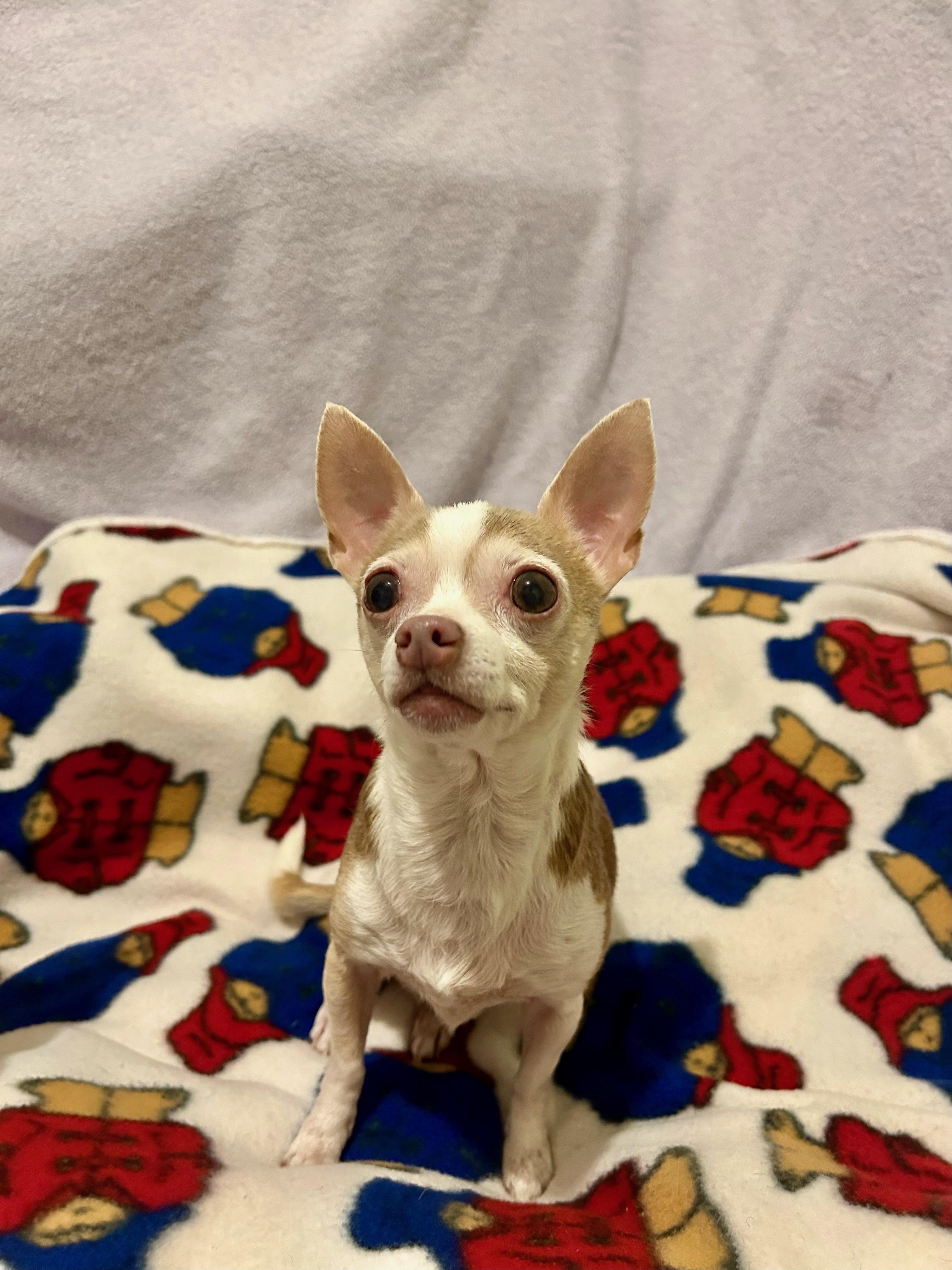 MILES, Adoptable, Adult Male Chihuahua.