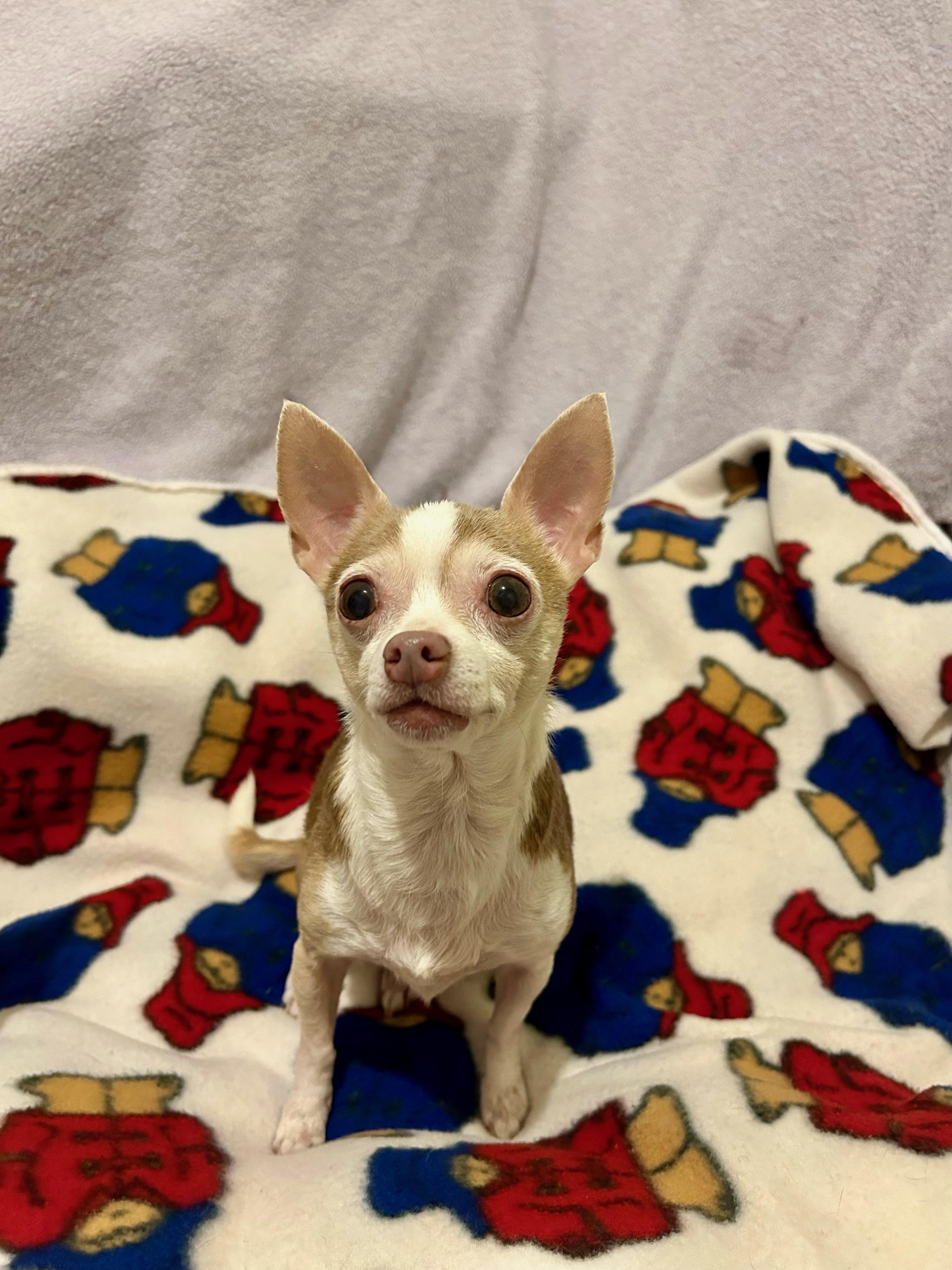 Enlarge MILES, a Adoptable Chihuahua in Port Clinton, OH image 2/3