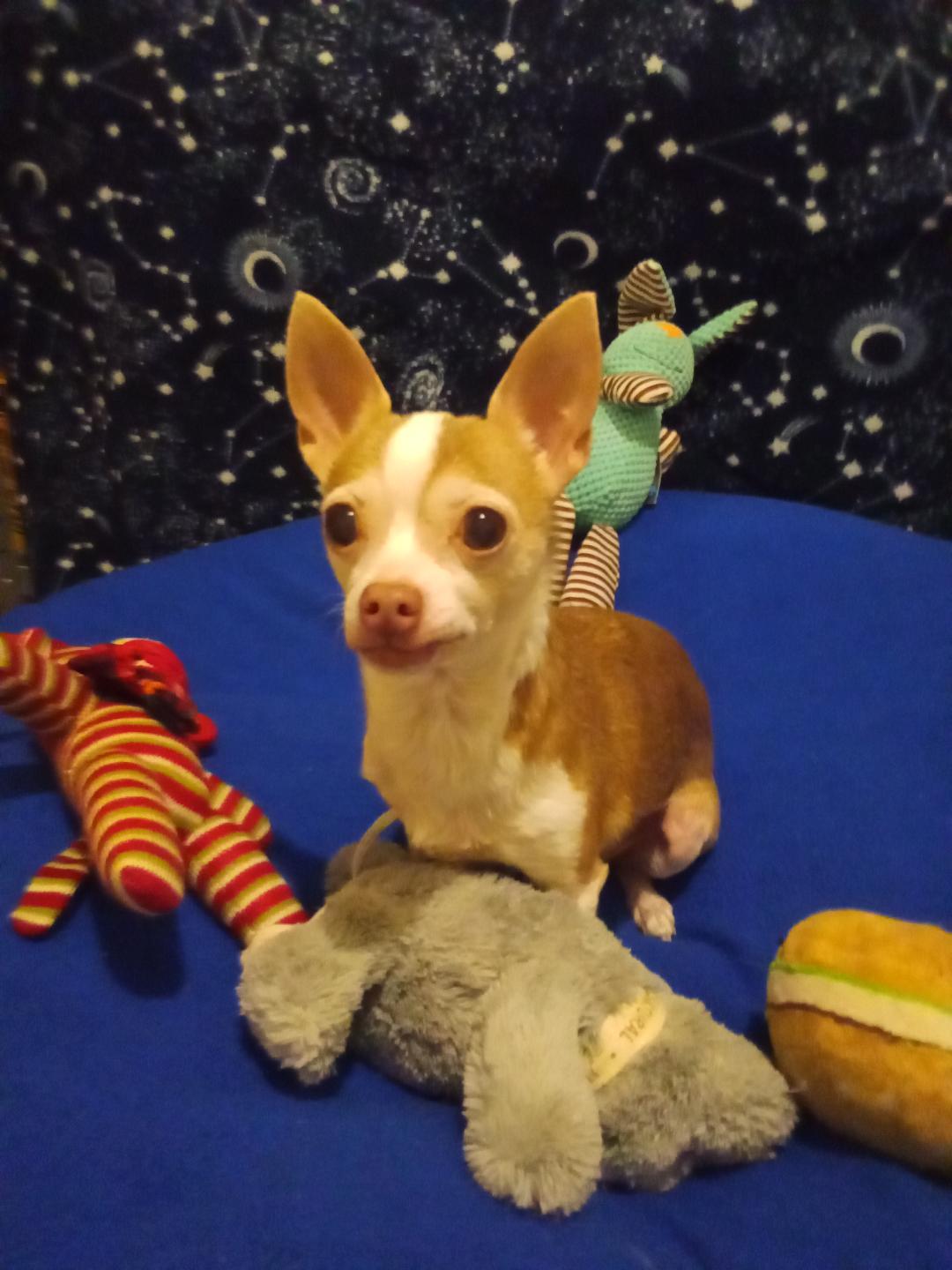 Enlarge MILES, a Adoptable Chihuahua in Port Clinton, OH image 3/3