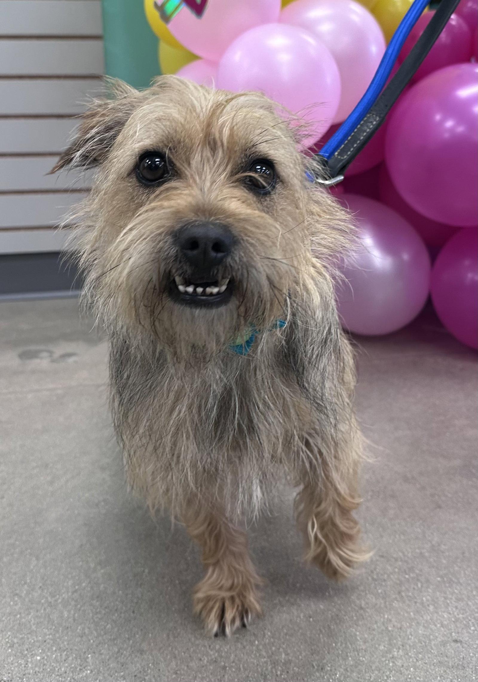 Lainey CA, Adoptable, Adult Female Terrier.