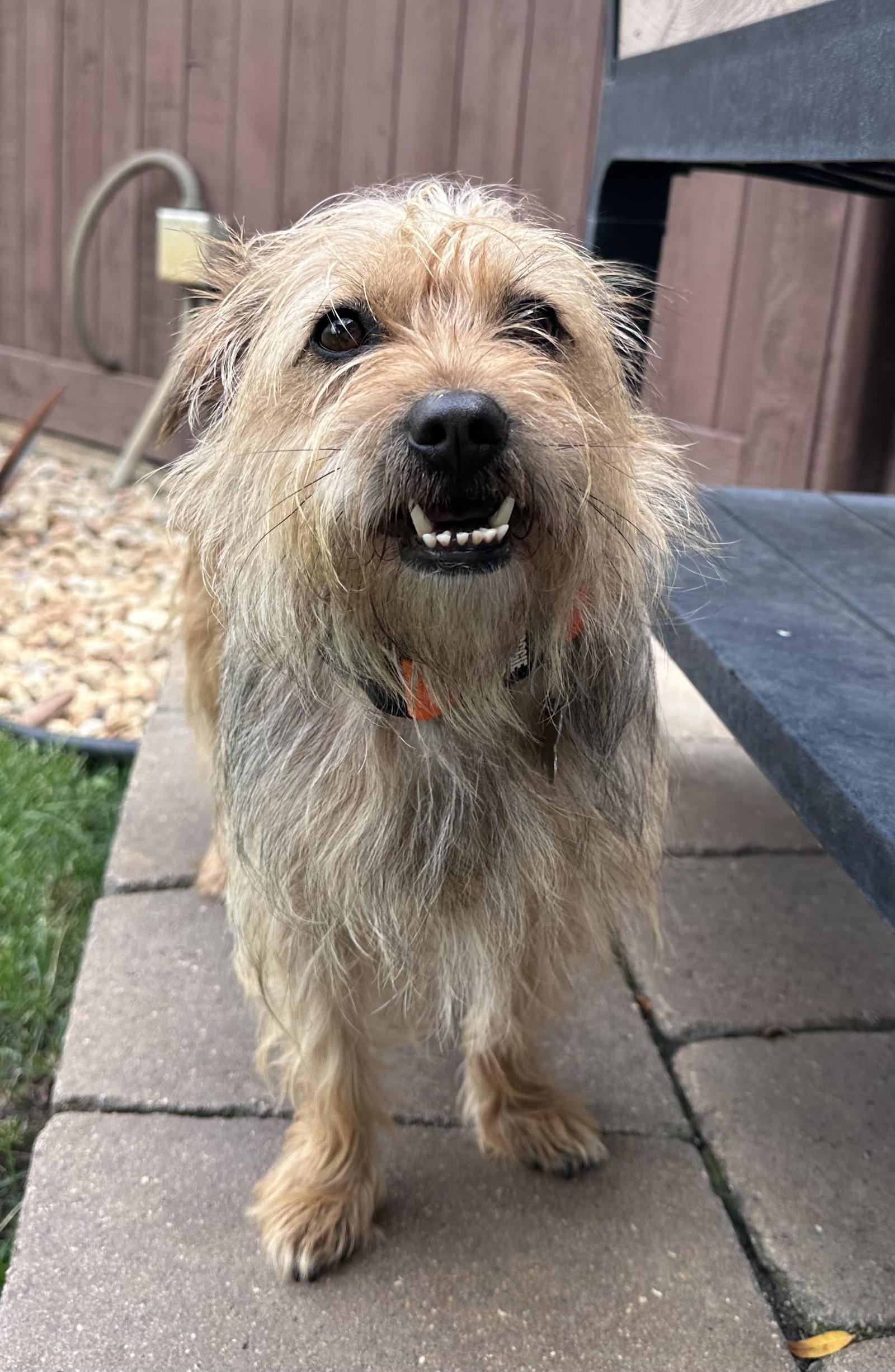 Lainey CA, a Adoptable Terrier in Hillside, IL image 3/3