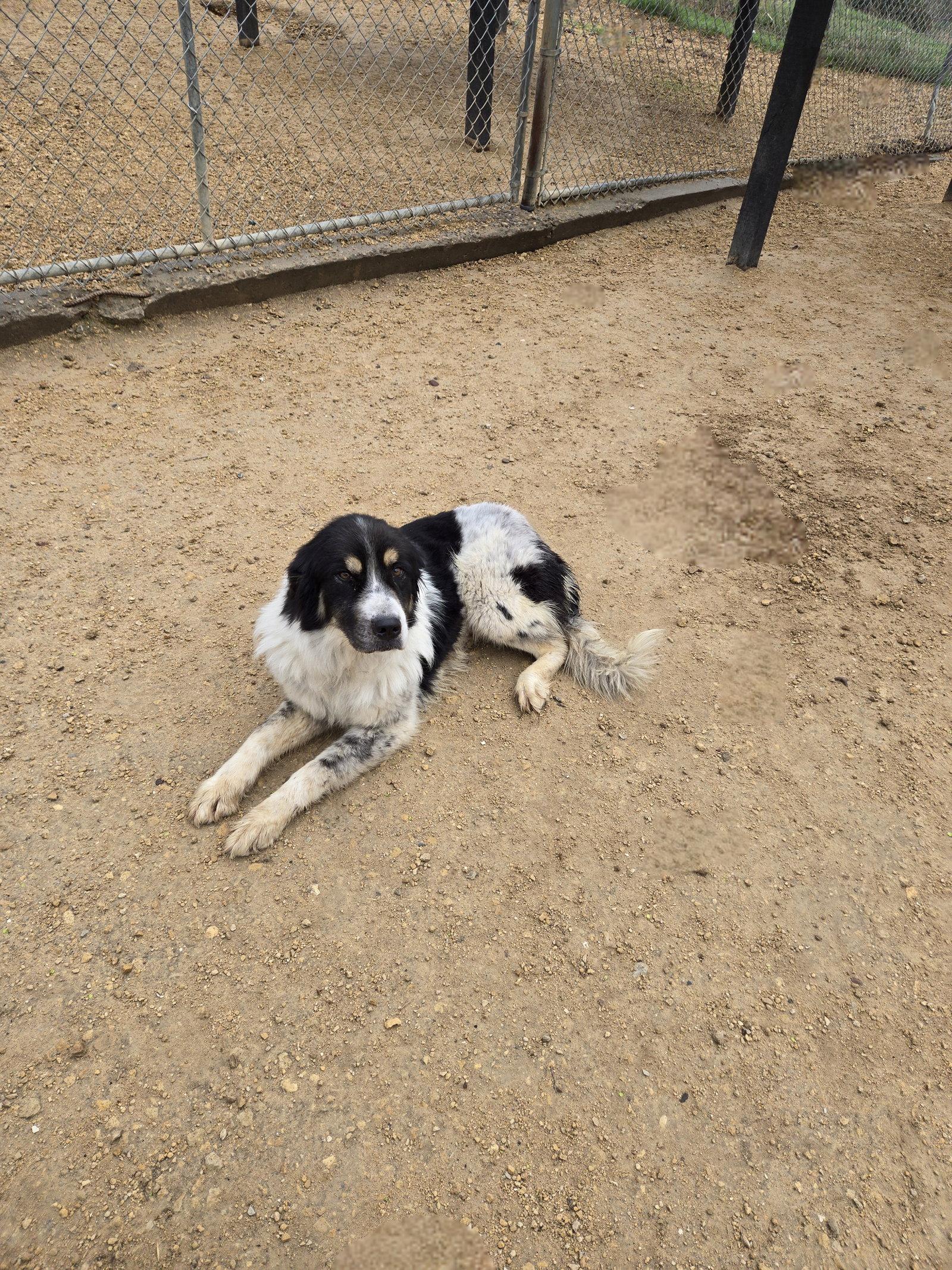 Enlarge Dolly, a Adoptable Great Pyrenees in Maquoketa, IA image 1/2