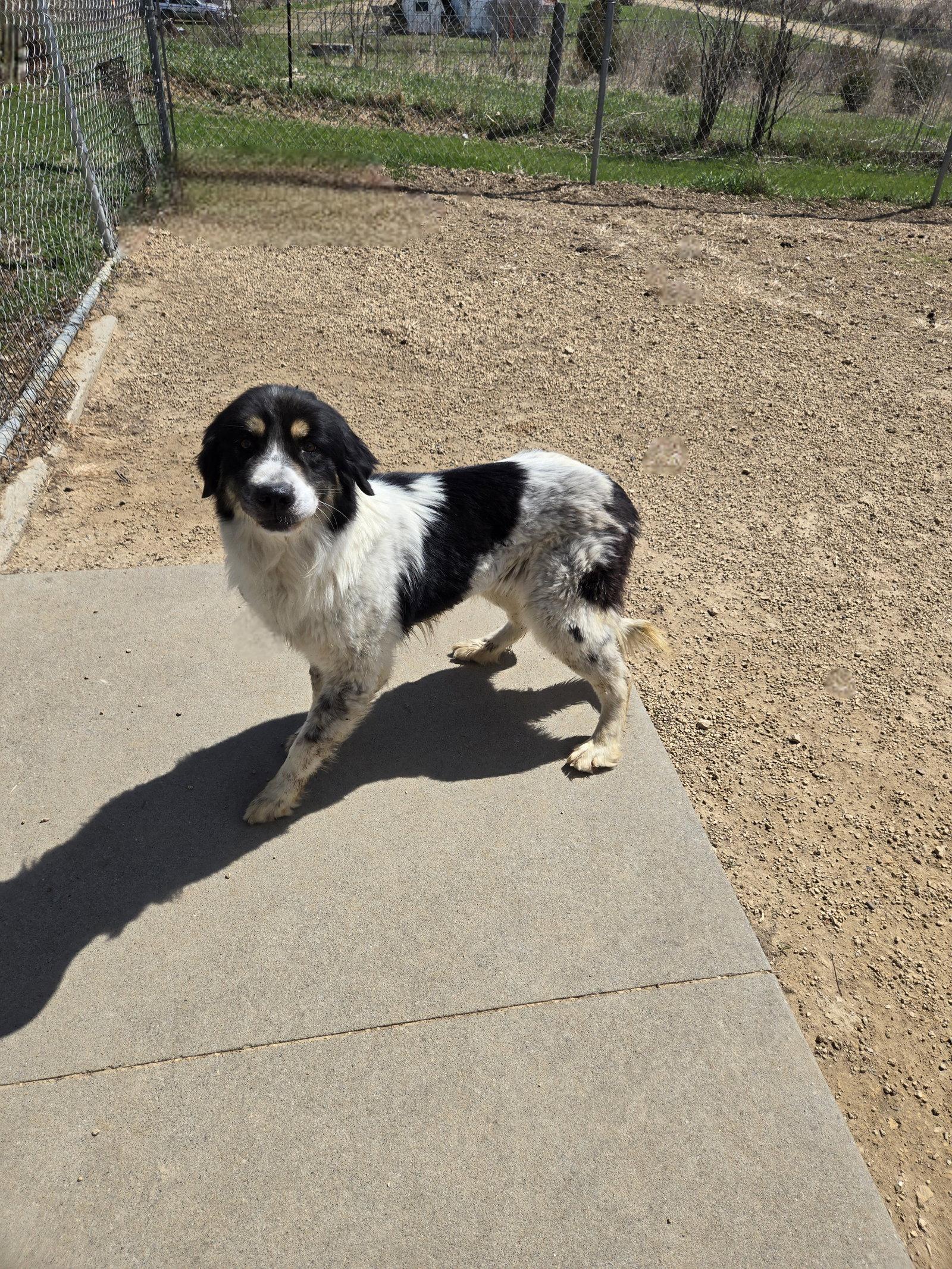 Enlarge Dolly, a Adoptable Great Pyrenees in Maquoketa, IA image 2/2