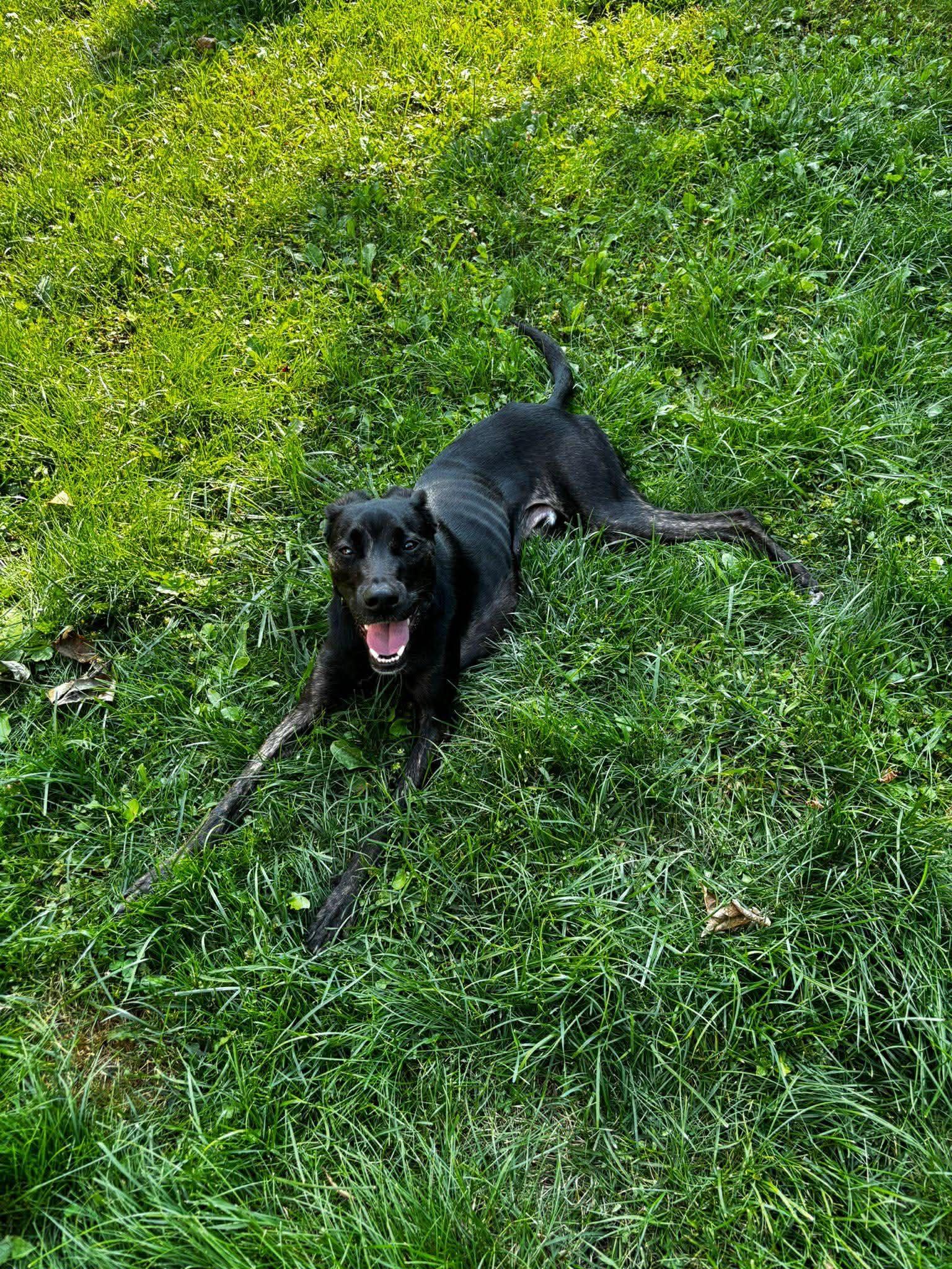 Vader, a Adoptable mixed breed in Etobicoke, ON image 2/2