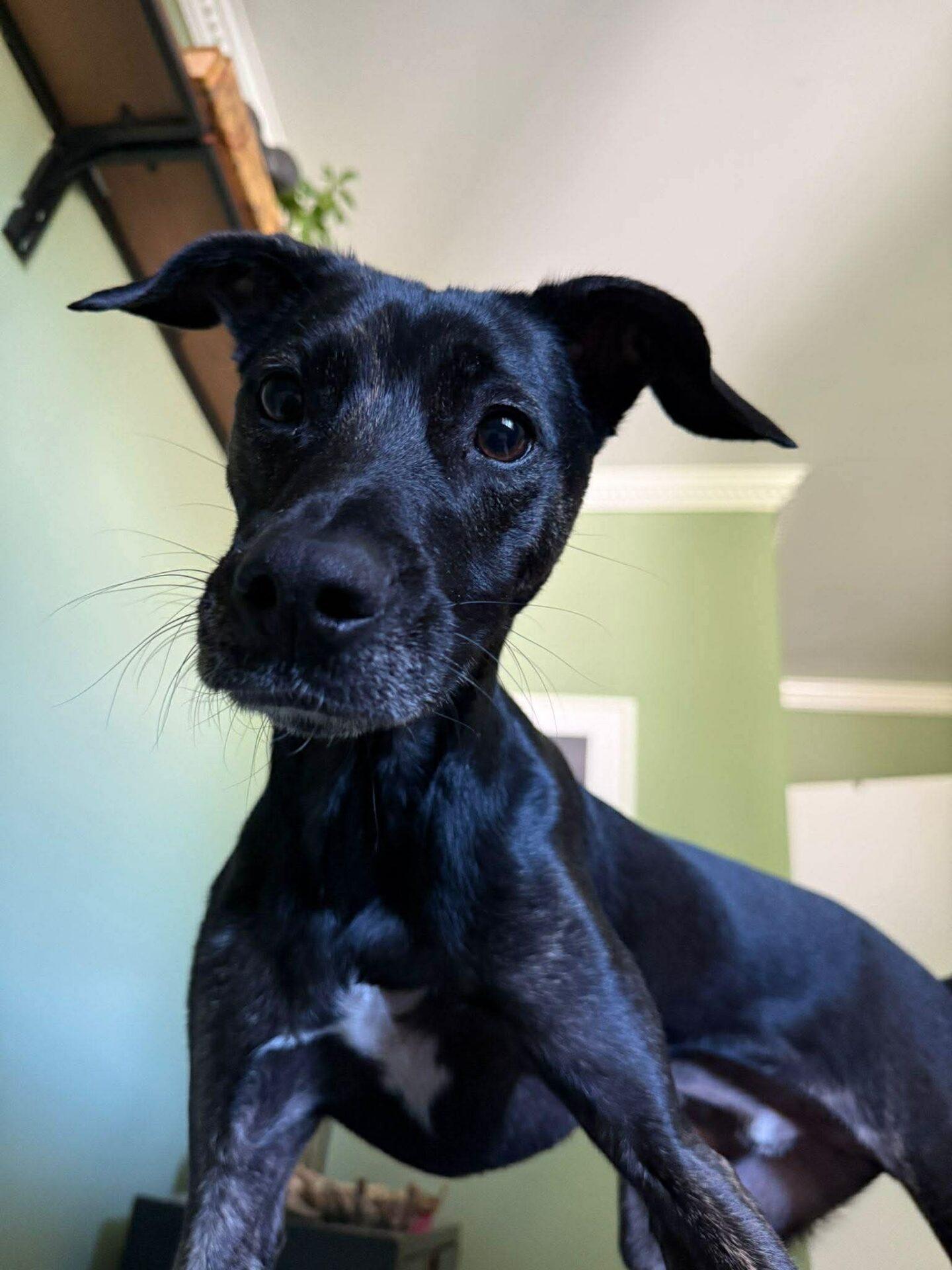 Vader, a Adoptable mixed breed in Etobicoke, ON image 1/2