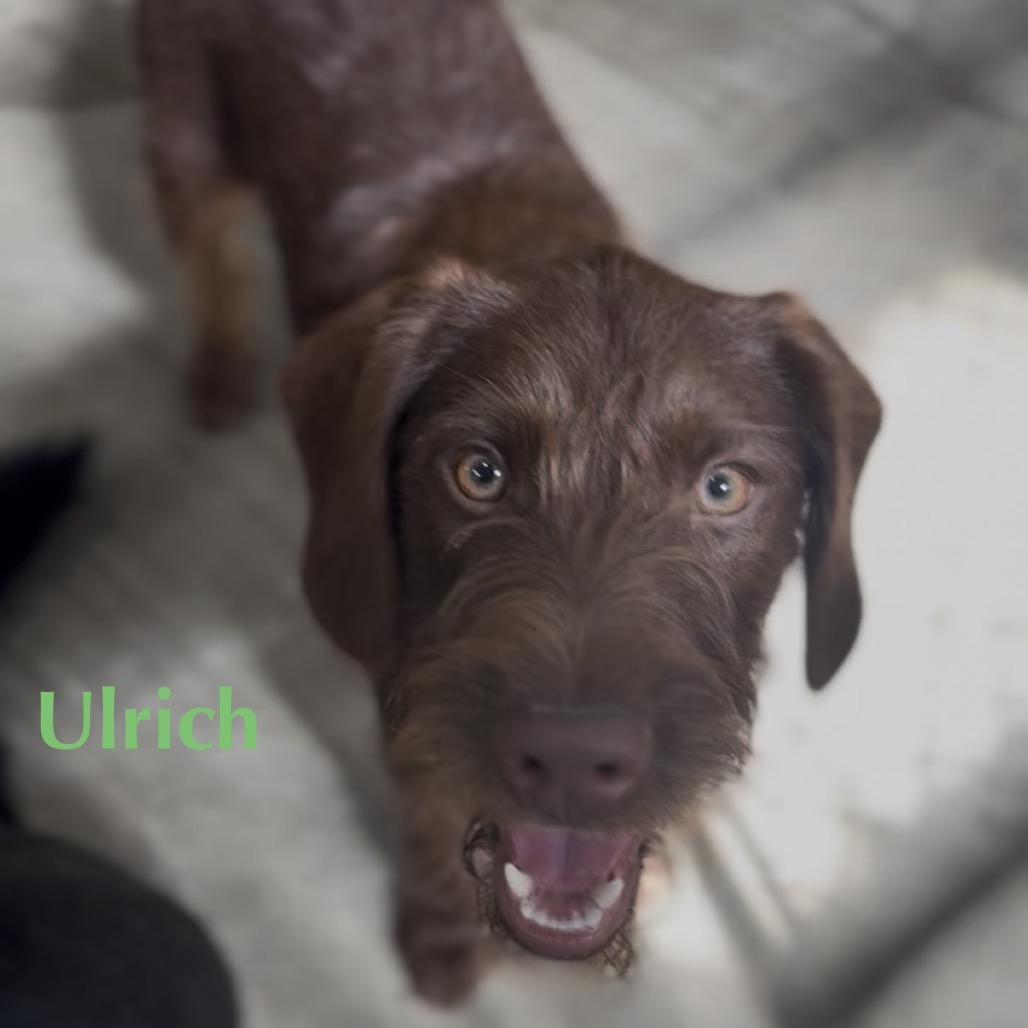 Gideon, Adoptable, Young Male Poodle & Terrier.