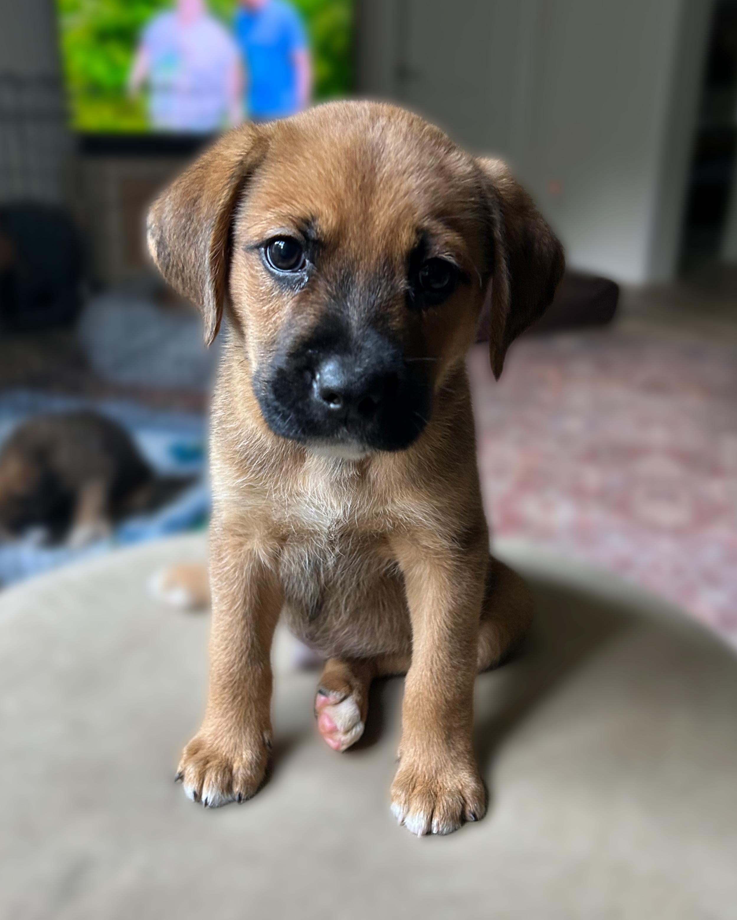 Merle, a ADOPTABLE mixed breed in Richmond, VA image 5/6