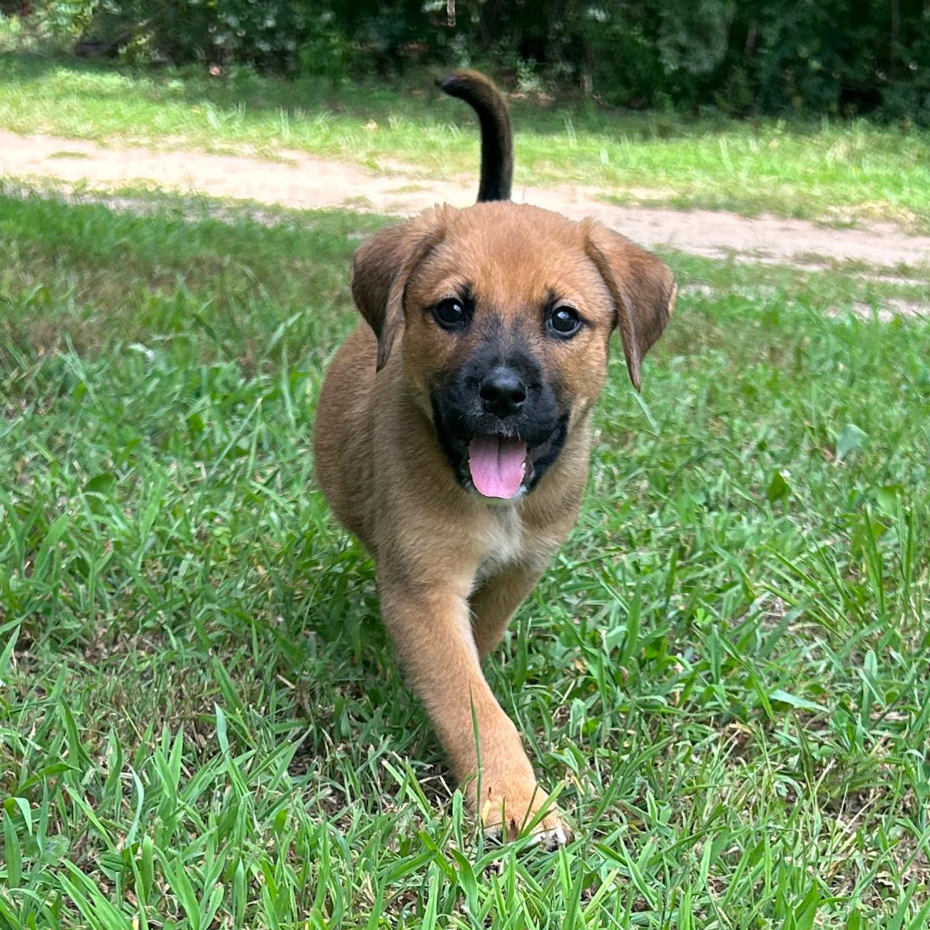 Merle, ADOPTABLE, Puppy Male Mixed Breed.