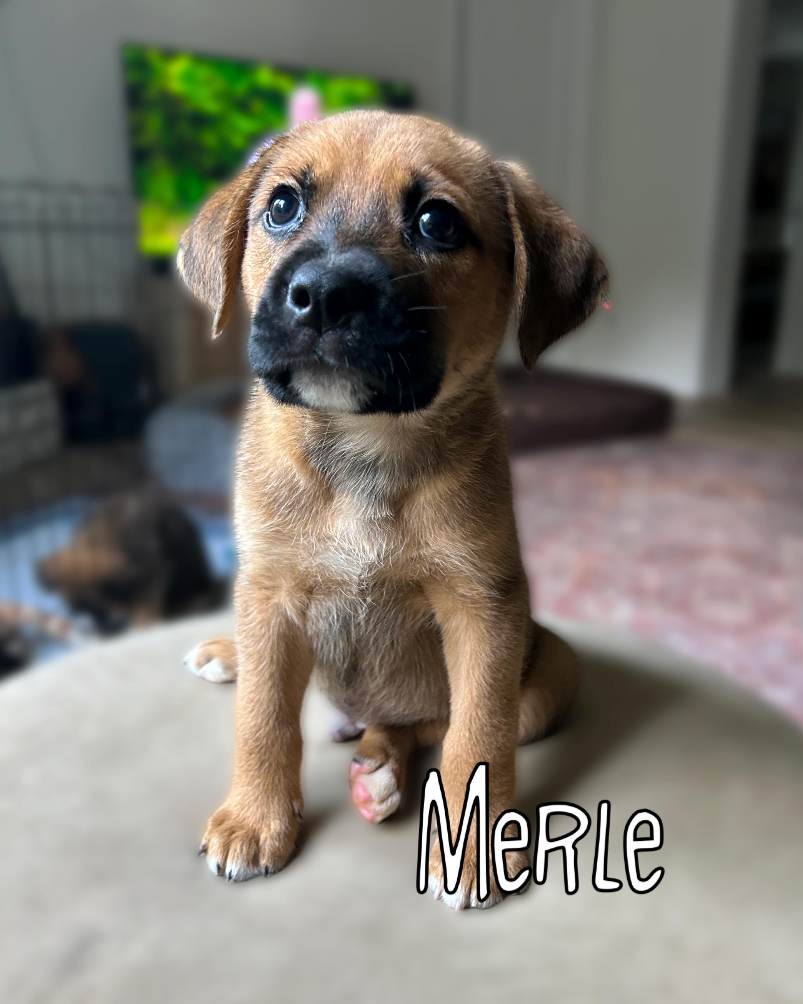 Merle, a ADOPTABLE mixed breed in Richmond, VA image 2/6