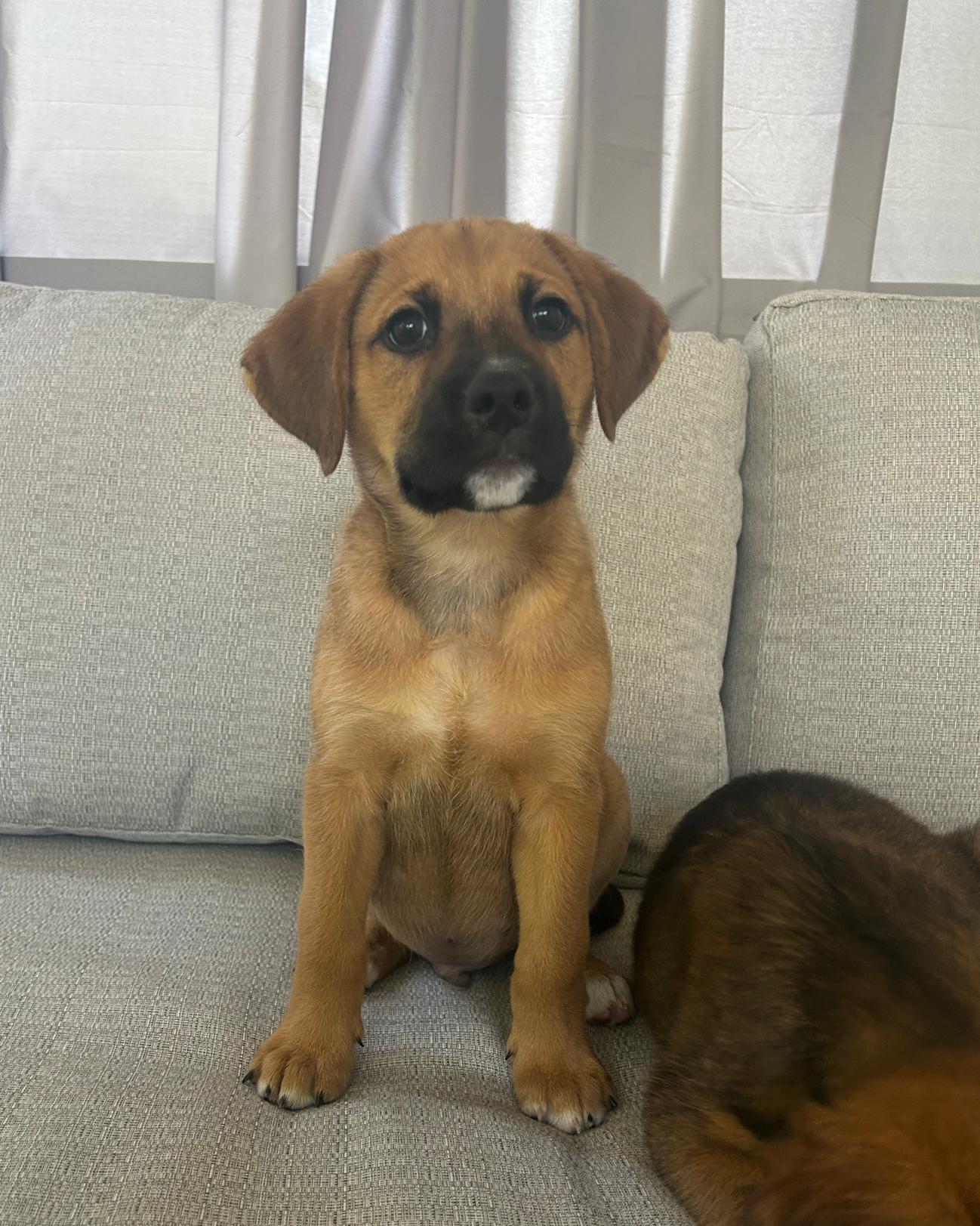 Merle, a ADOPTABLE mixed breed in Richmond, VA image 3/6