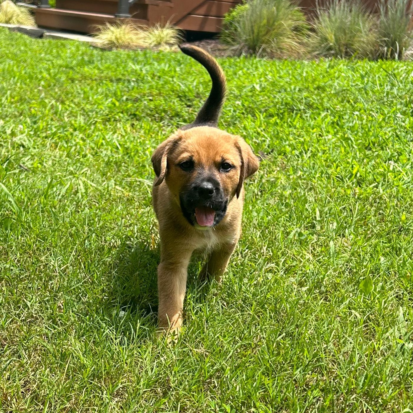 Merle, a ADOPTABLE mixed breed in Richmond, VA image 4/6