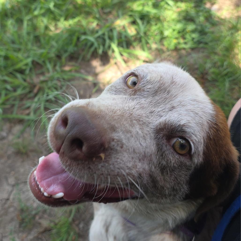 Enlarge LIL SEBASTIAN, a Adoptable mixed breed in Kyle, TX image 1/6