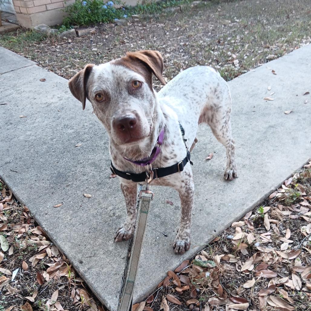 Enlarge LIL SEBASTIAN, a Adoptable mixed breed in Kyle, TX image 2/6
