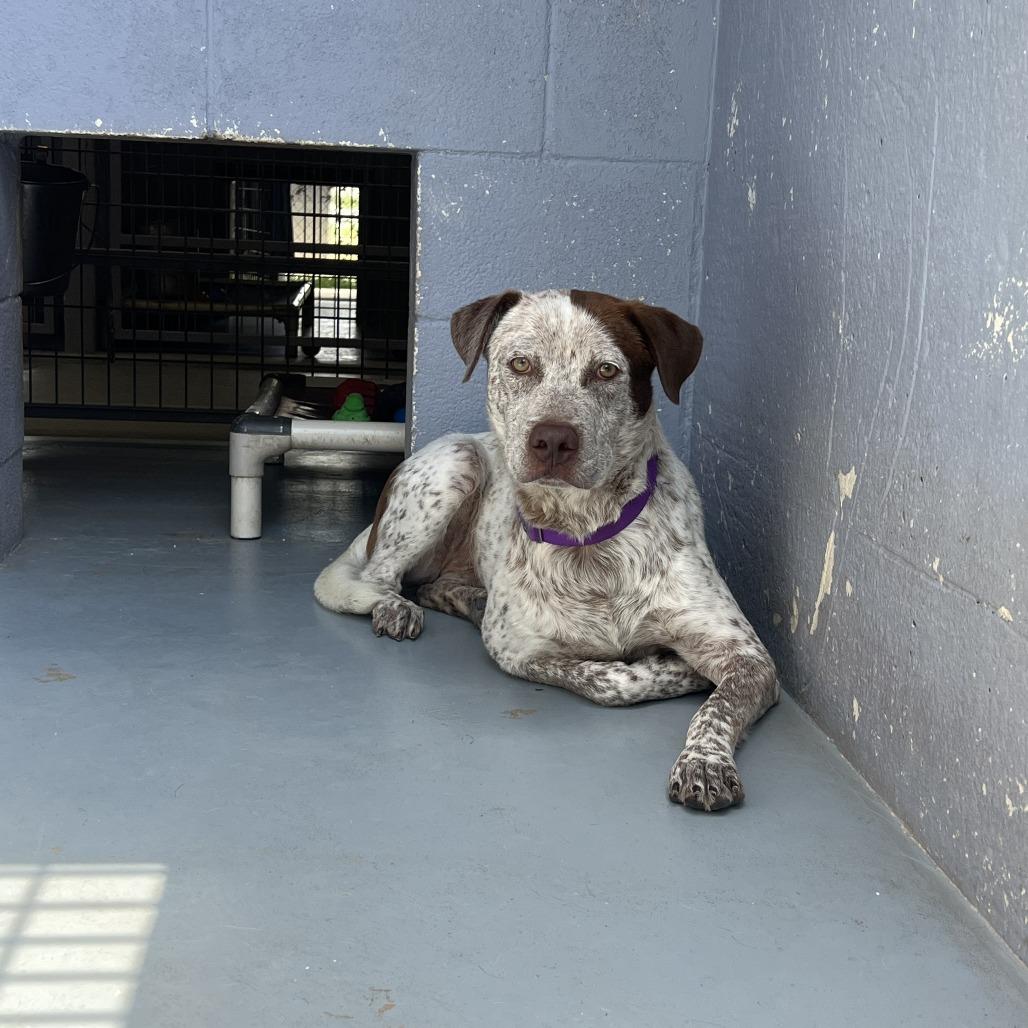 Enlarge LIL SEBASTIAN, a Adoptable mixed breed in Kyle, TX image 3/6