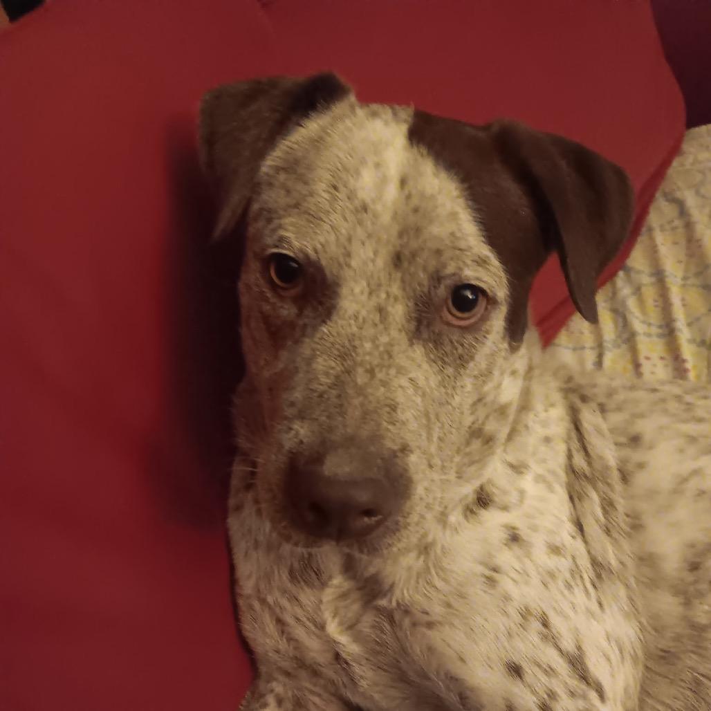 Enlarge LIL SEBASTIAN, a Adoptable mixed breed in Kyle, TX image 4/6