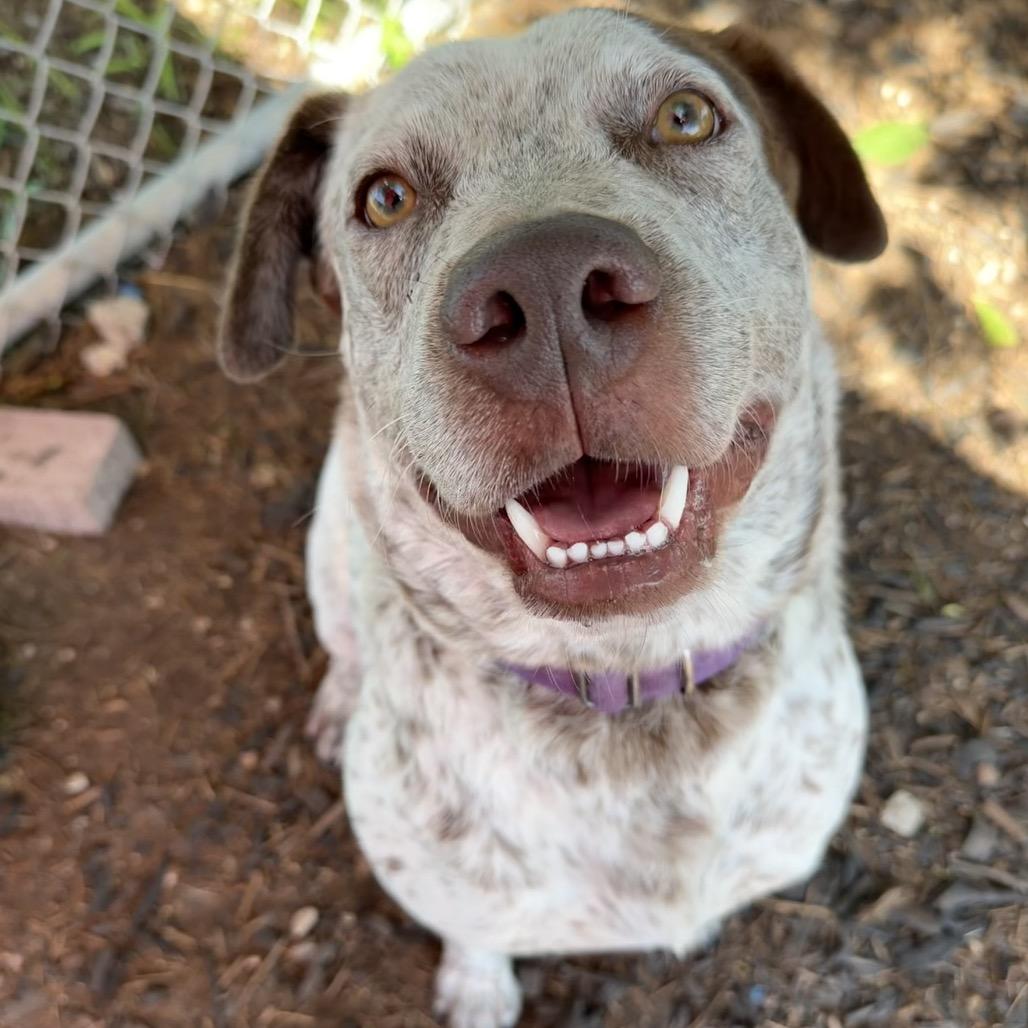 Enlarge LIL SEBASTIAN, a Adoptable mixed breed in Kyle, TX image 4/6