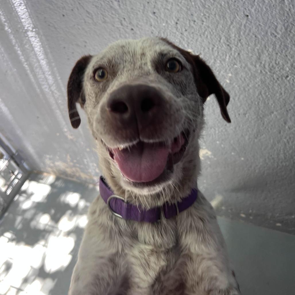 Enlarge LIL SEBASTIAN, a Adoptable mixed breed in Kyle, TX image 5/6