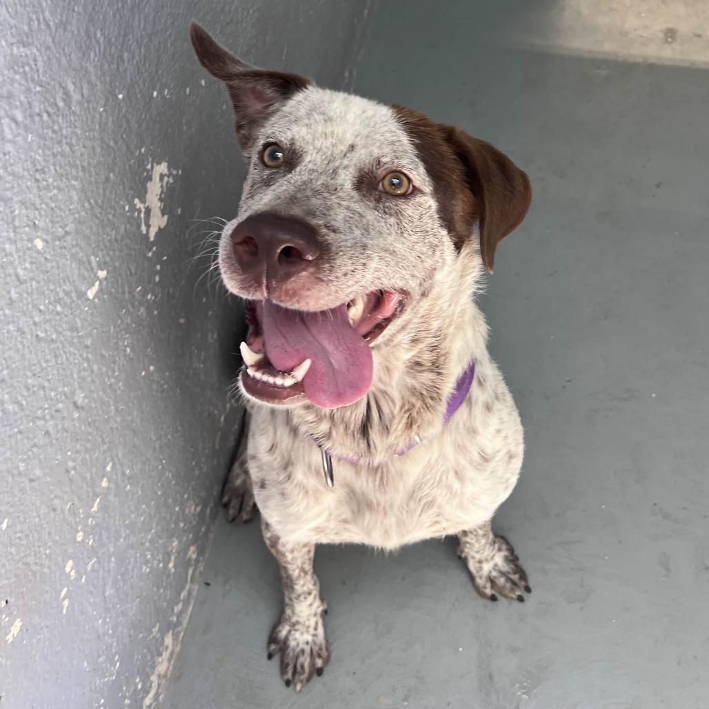 Enlarge LIL SEBASTIAN, a Adoptable mixed breed in Kyle, TX image 6/6