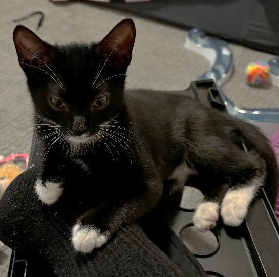 Jade, Adoptable, Kitten Female Domestic Short Hair.