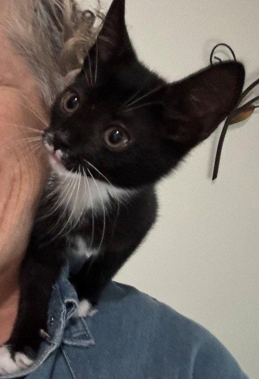Enlarge Jade, a Adoptable Domestic Short Hair in Reston, VA image 3/3