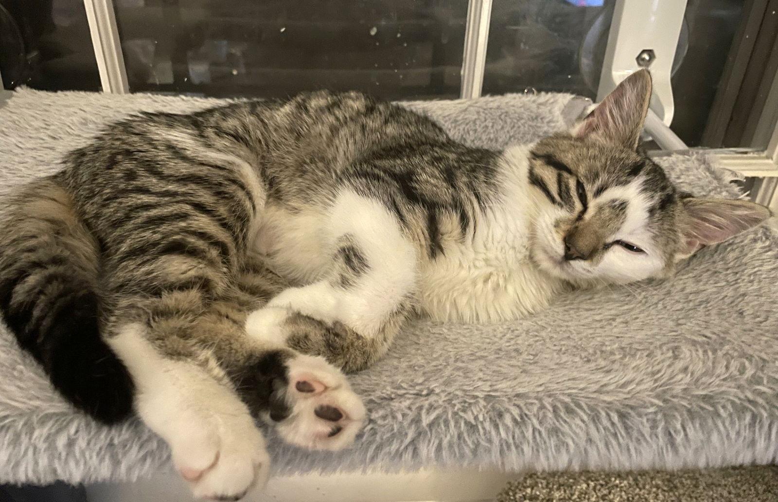 Fred, Adoptable, Kitten Male Domestic Short Hair.