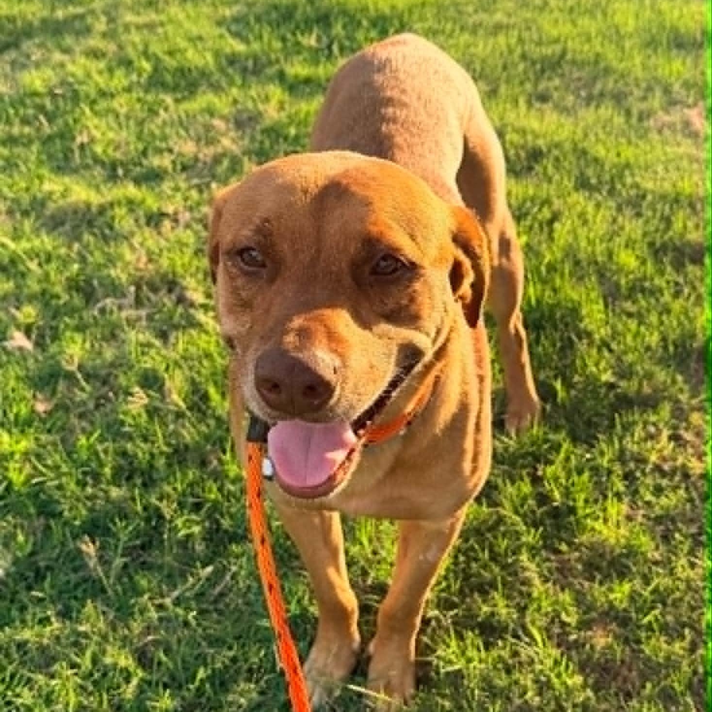 Enlarge BUDDY, a Adoptable mixed breed in Dallas, TX image 6/6