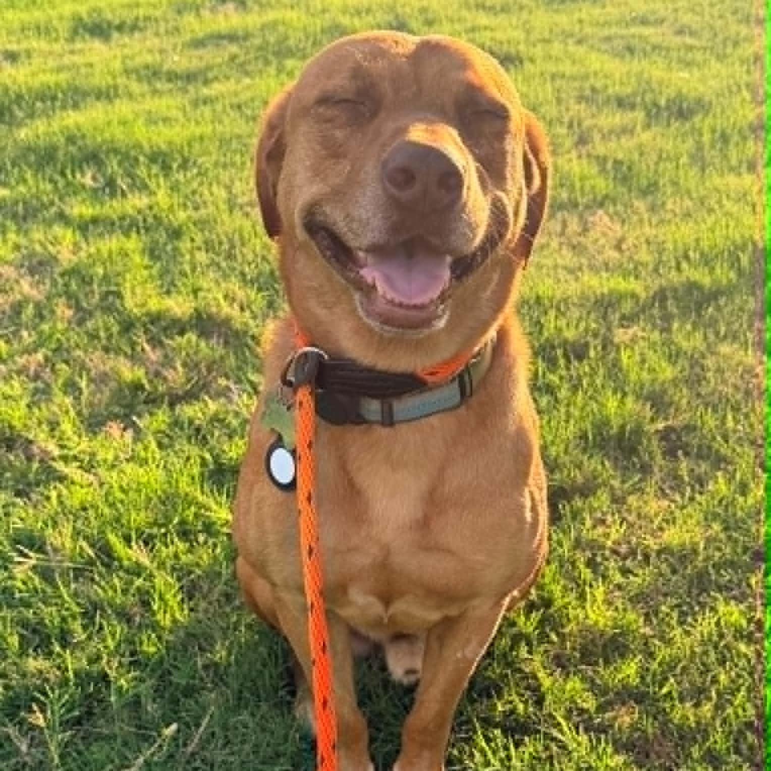 Enlarge BUDDY, a Adoptable mixed breed in Dallas, TX image 4/6