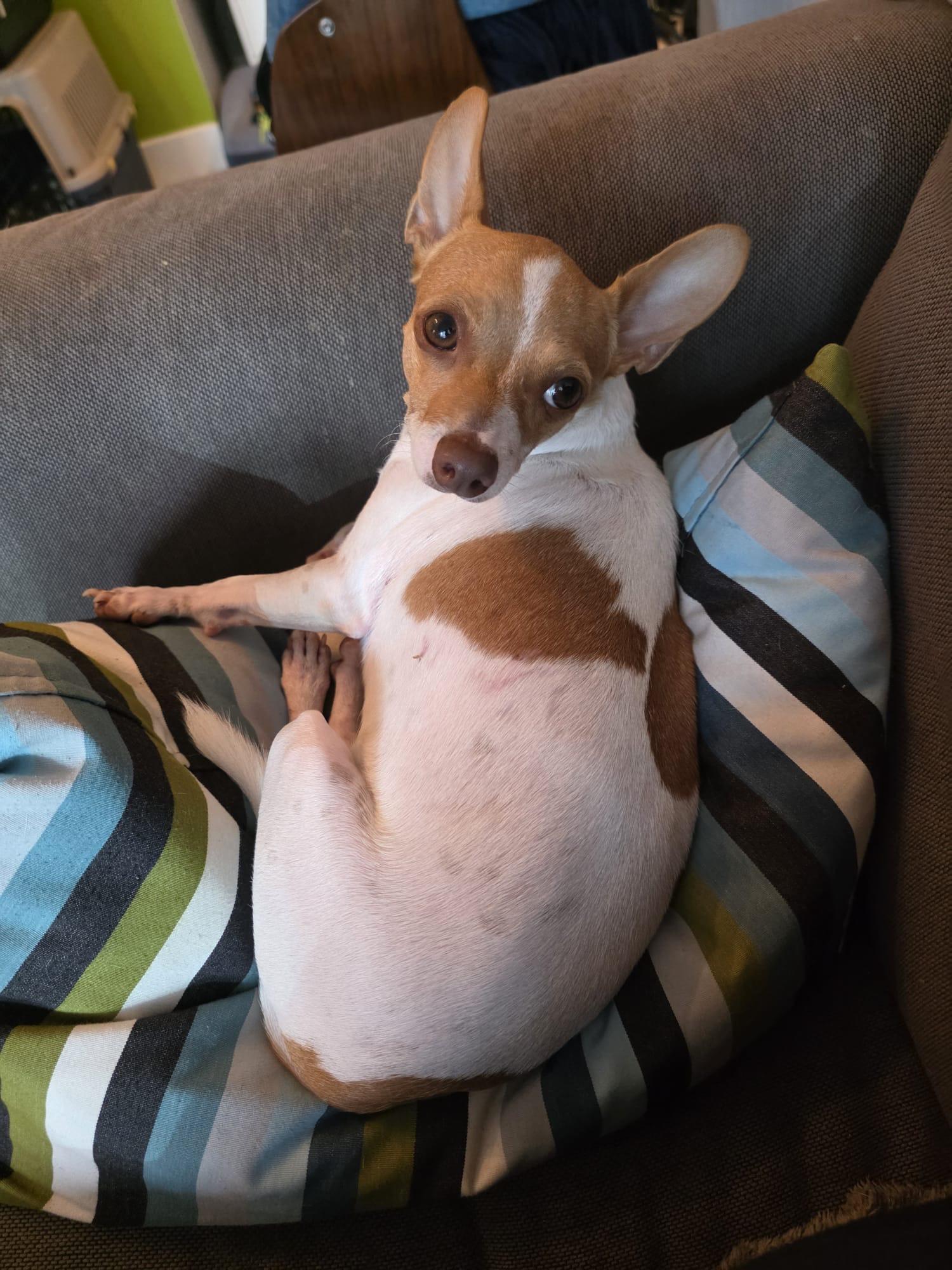 Stuart, Adoptable, Young Male Chihuahua & Jack Russell Terrier.