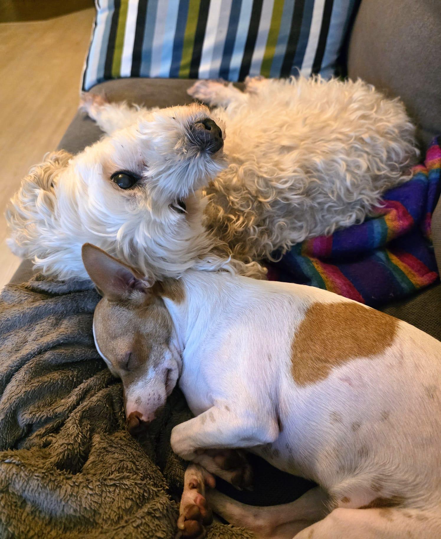 Stuart, a Adoptable mixed breed in Vancouver, BC image 2/5