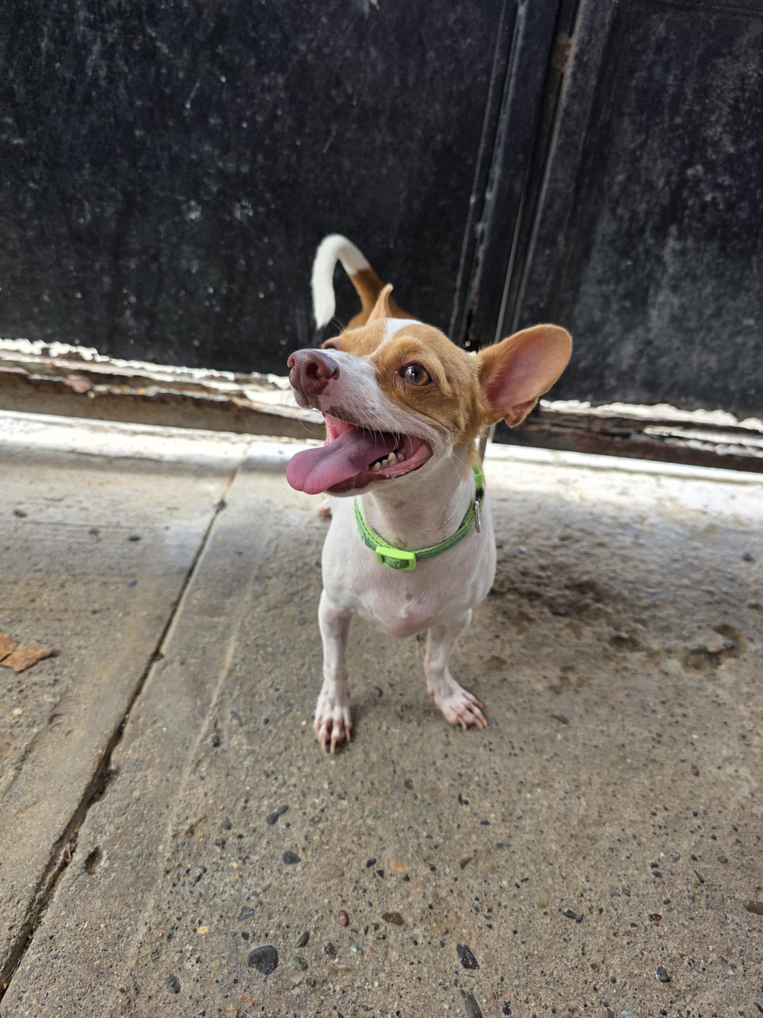 Stuart, a Adoptable mixed breed in Vancouver, BC image 3/5