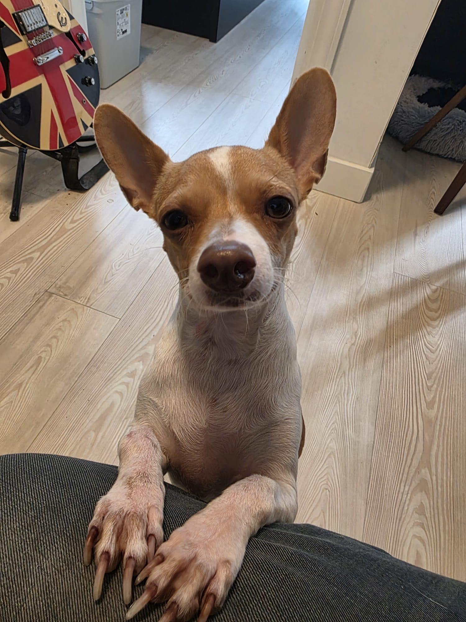 Stuart, a Adoptable mixed breed in Vancouver, BC image 5/5