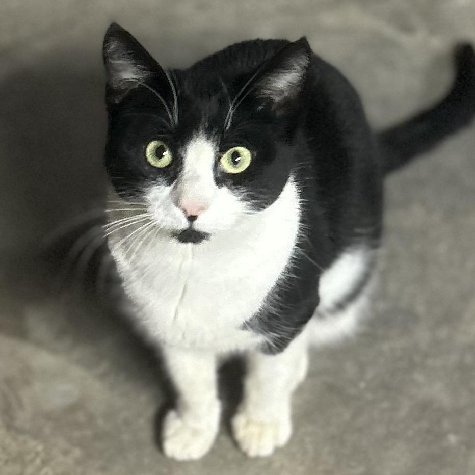 Jasmine, Adoptable, Adult Female Domestic Short Hair & Domestic Short Hair.