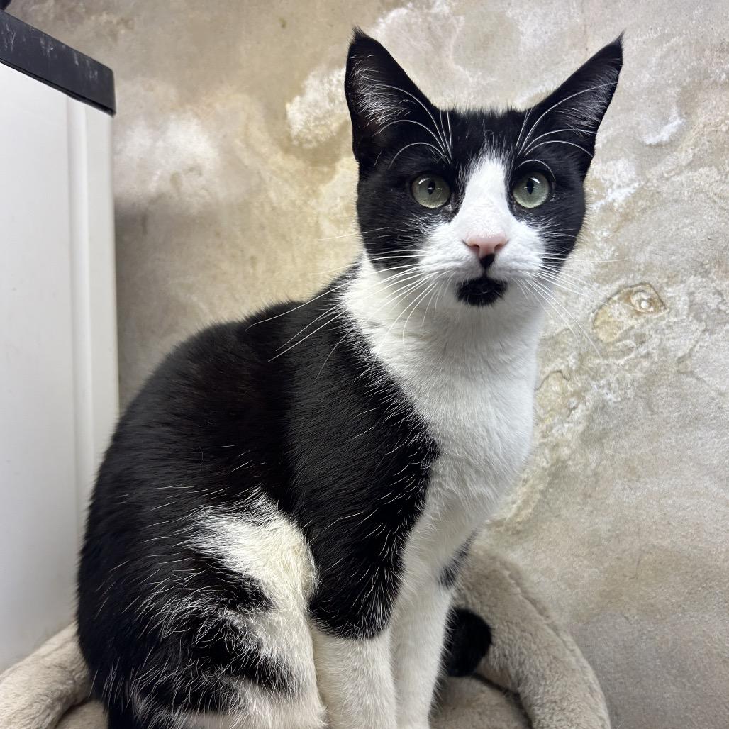 Enlarge Jasmine, a Adoptable mixed breed in Philadelphia, PA image 1/4