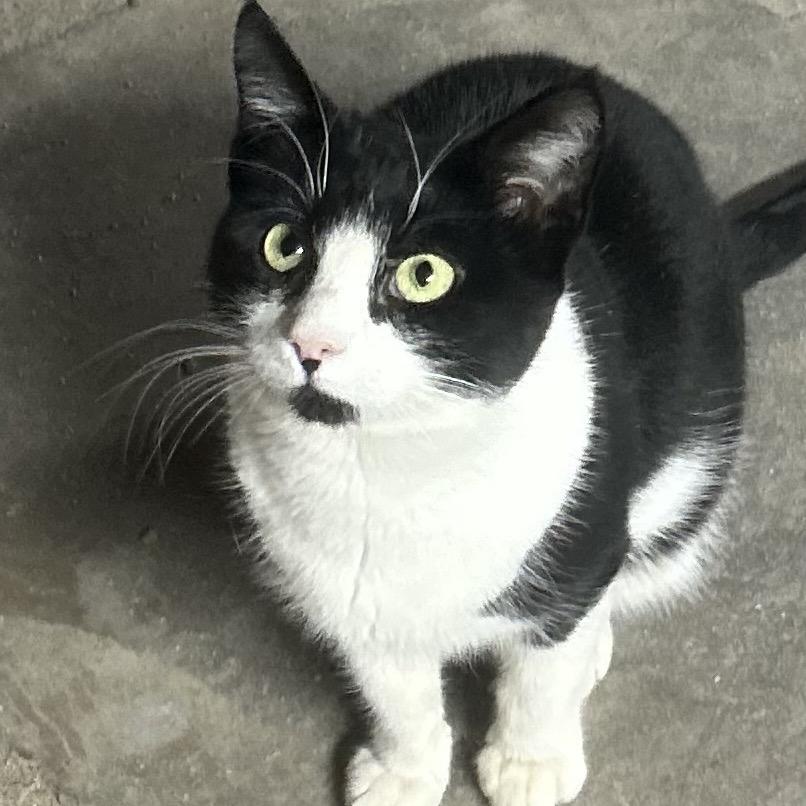 Enlarge Jasmine, a Adoptable mixed breed in Philadelphia, PA image 2/2