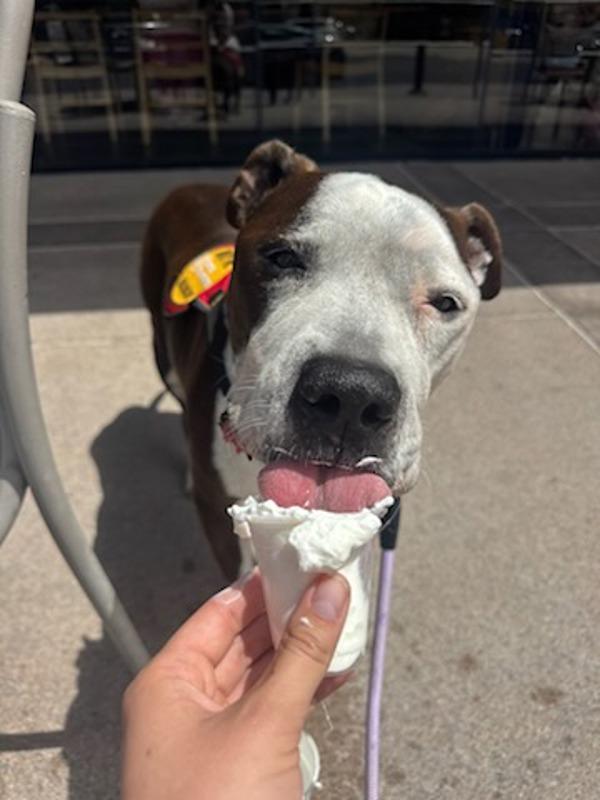 DA DA, Adoptable, Senior Male Pit Bull Terrier.